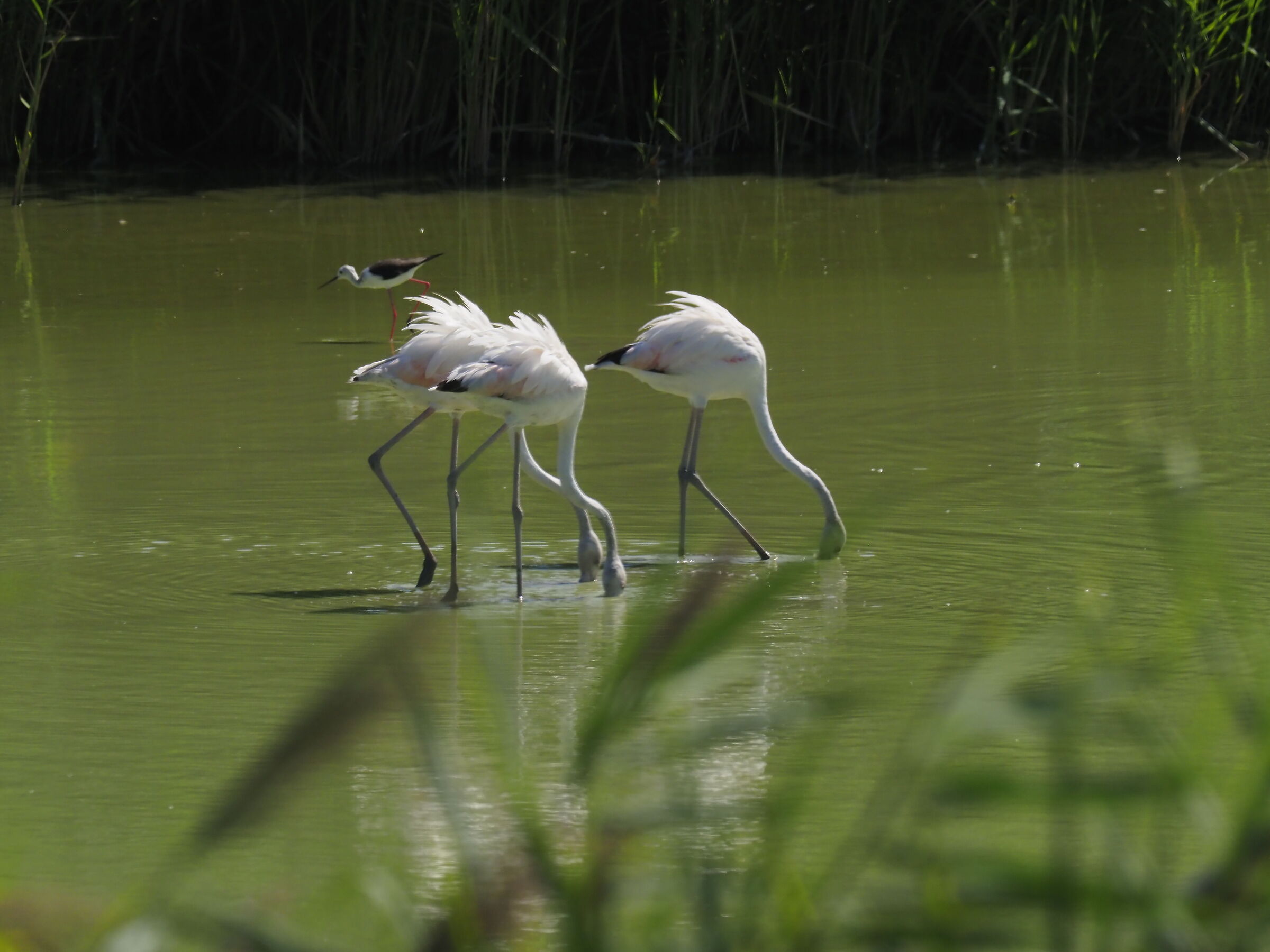 I fenicotteri della bassa