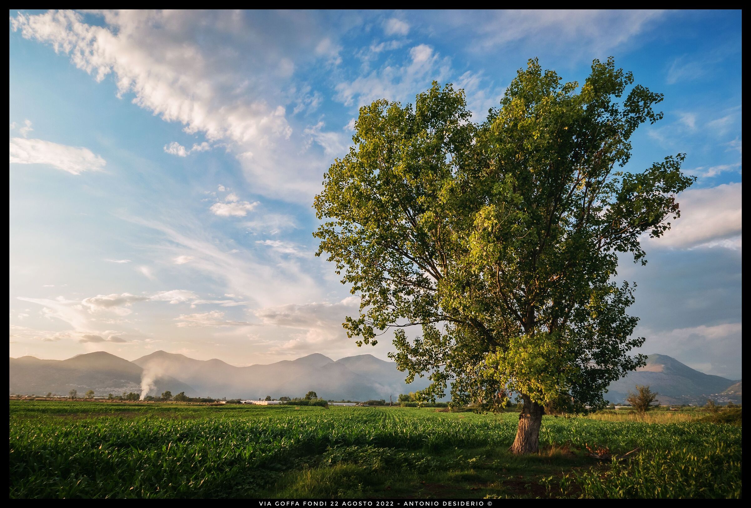 The big tree in the field.