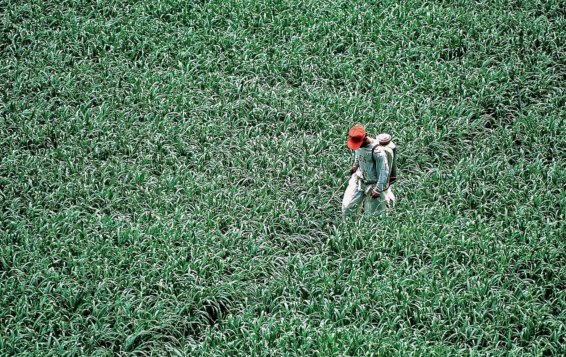 Alla scoperta della Malesia del tè