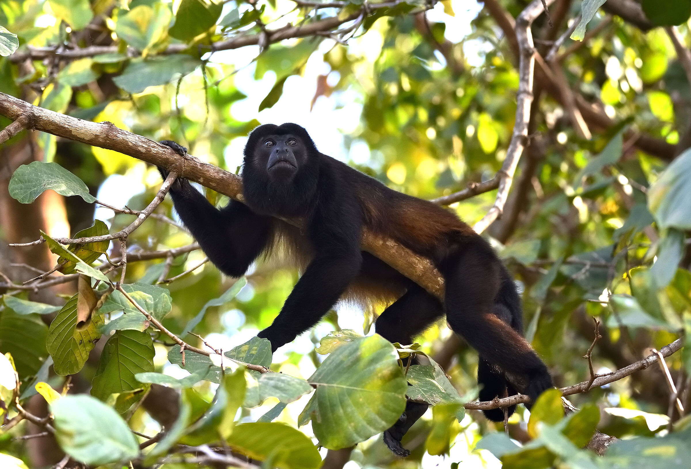 An Alfa male of howler monkey resting on the tree