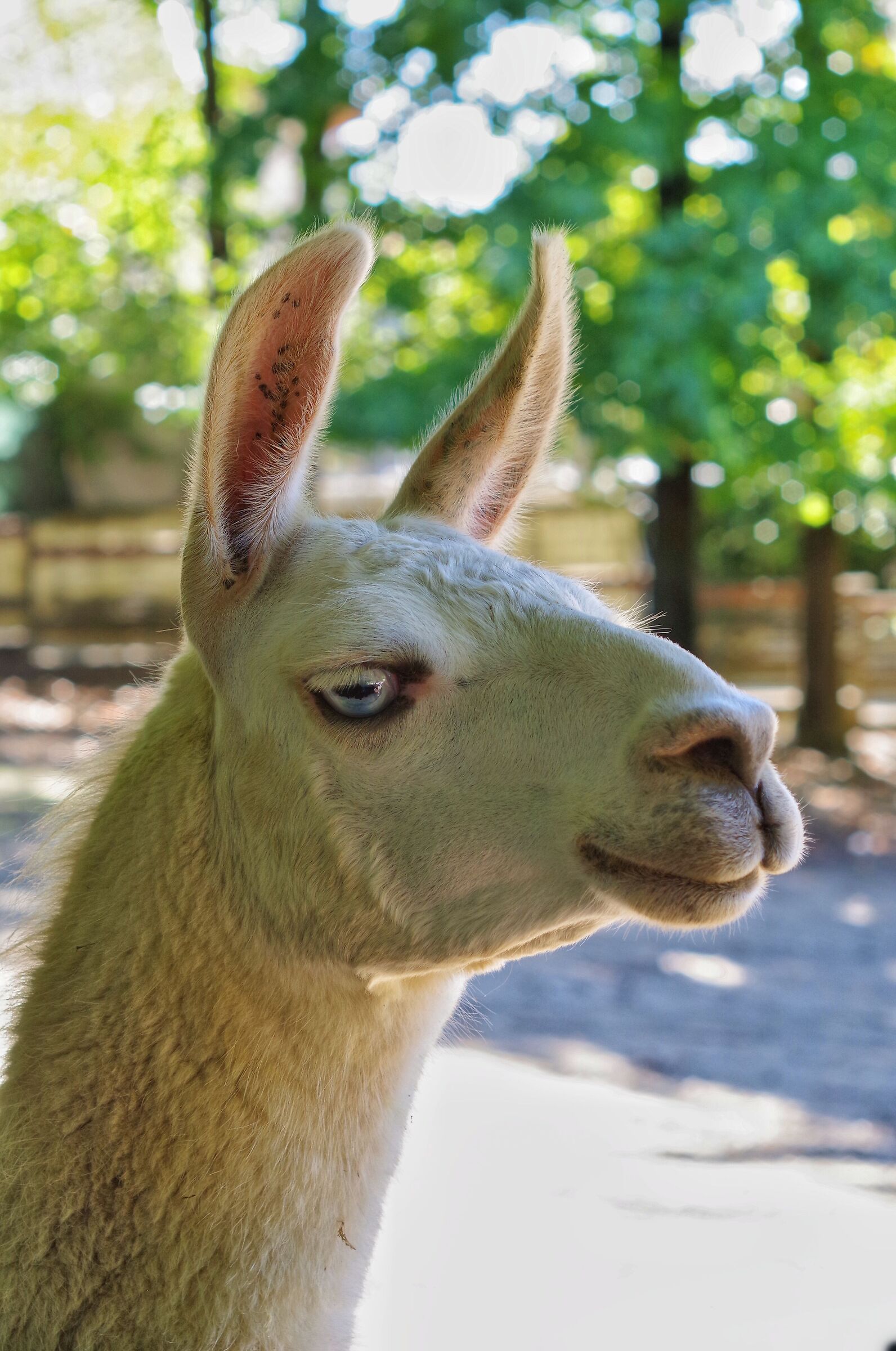 Lama or non-lama, this is the dilemma!