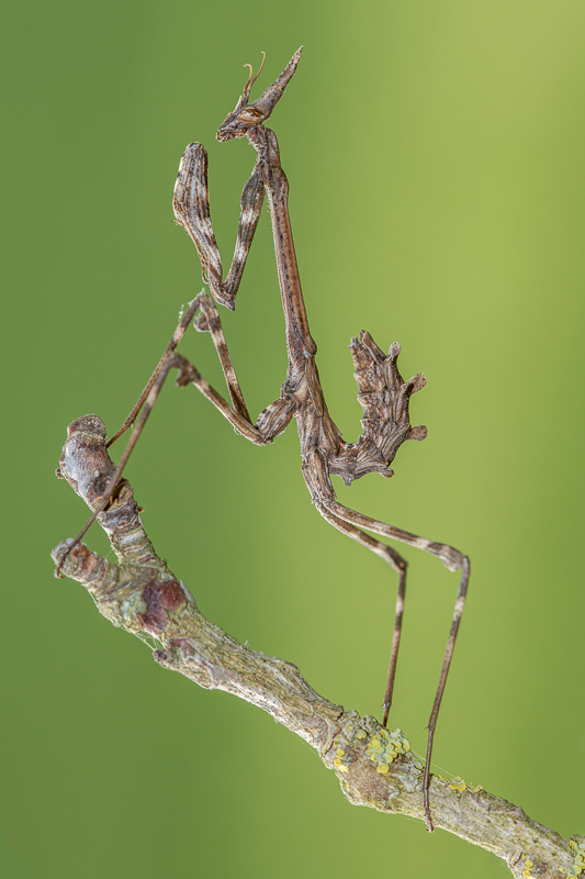 Empusa Pennata