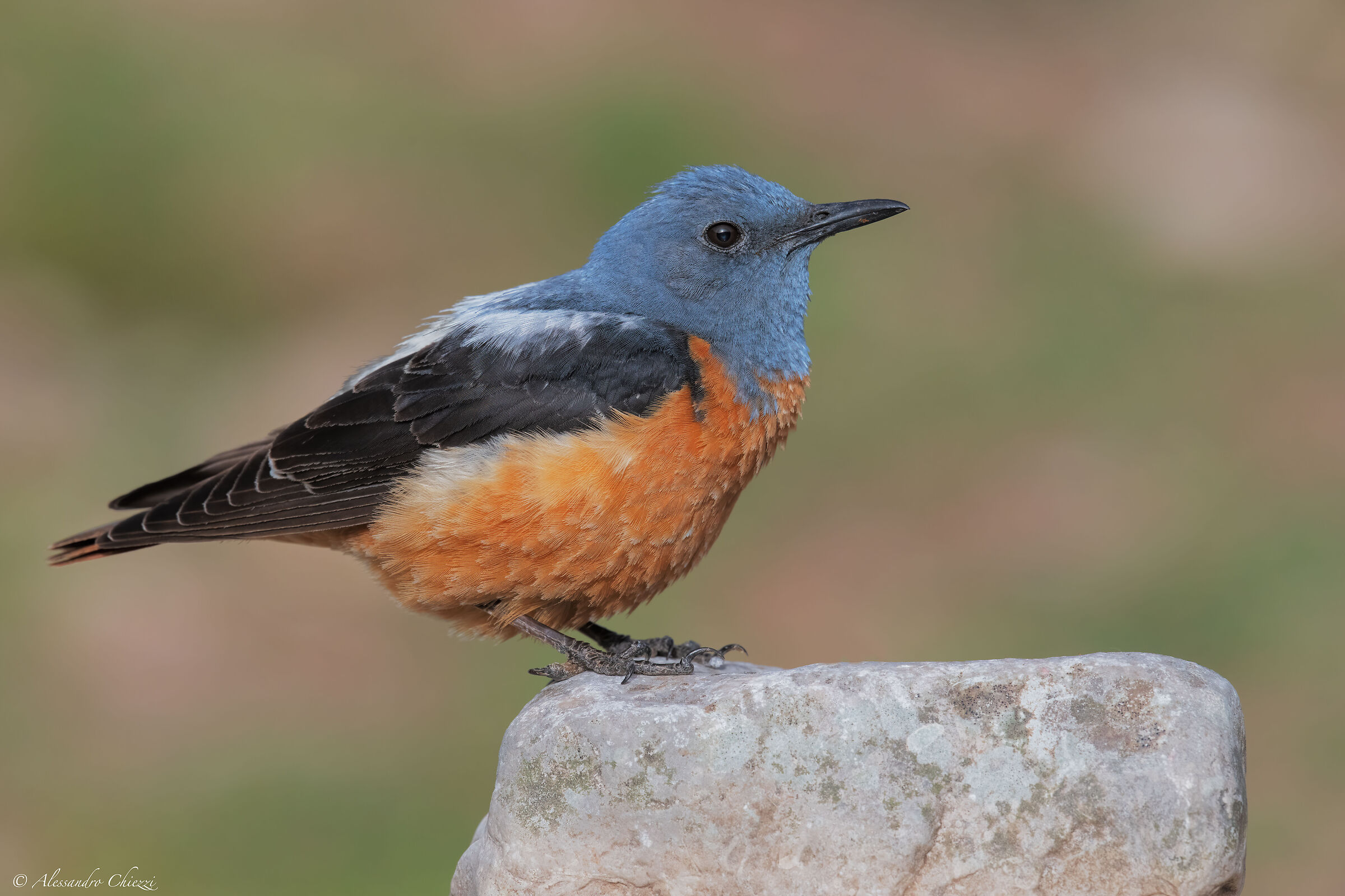Rock thrush