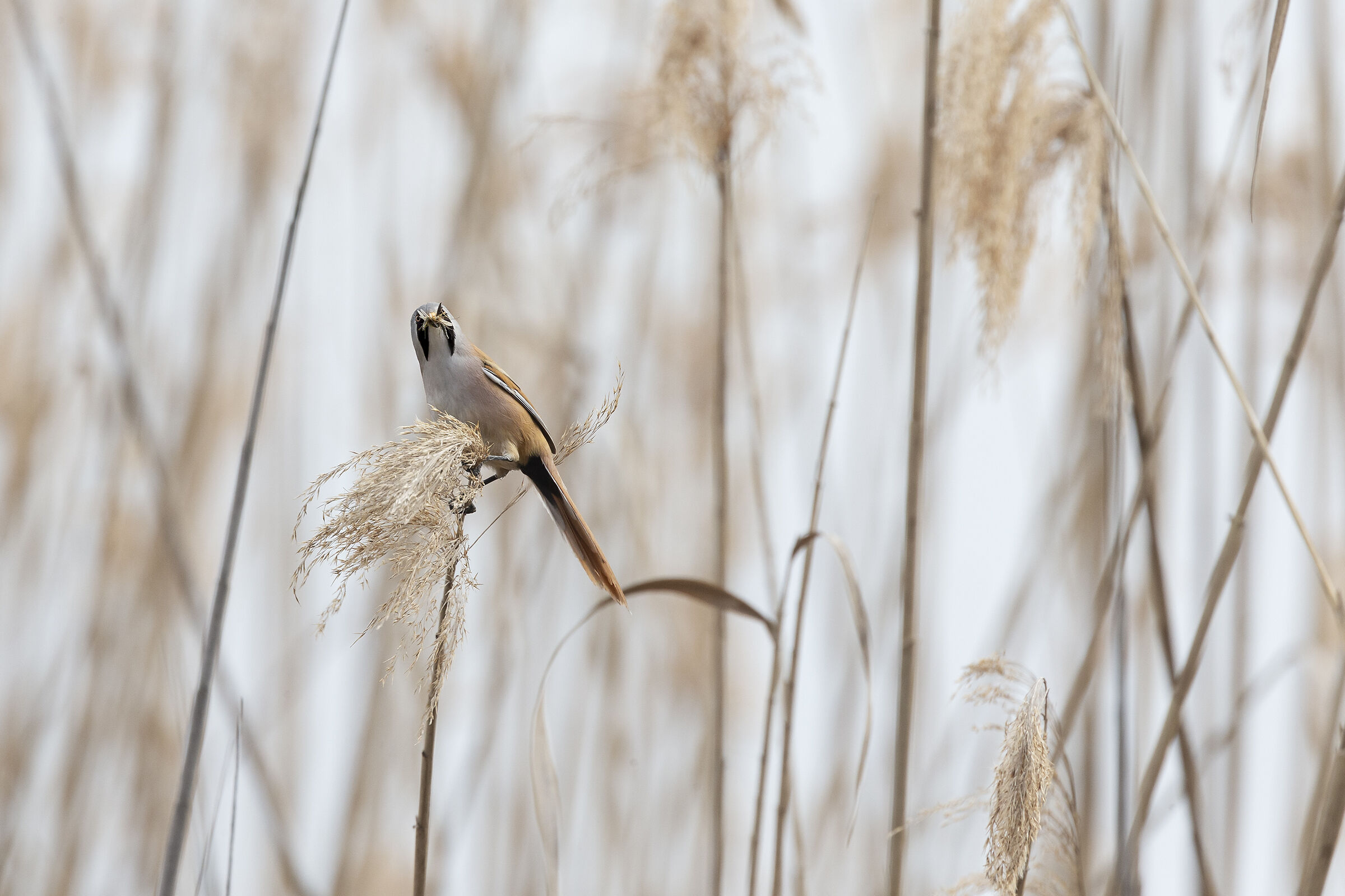 Basettino (Basettino)