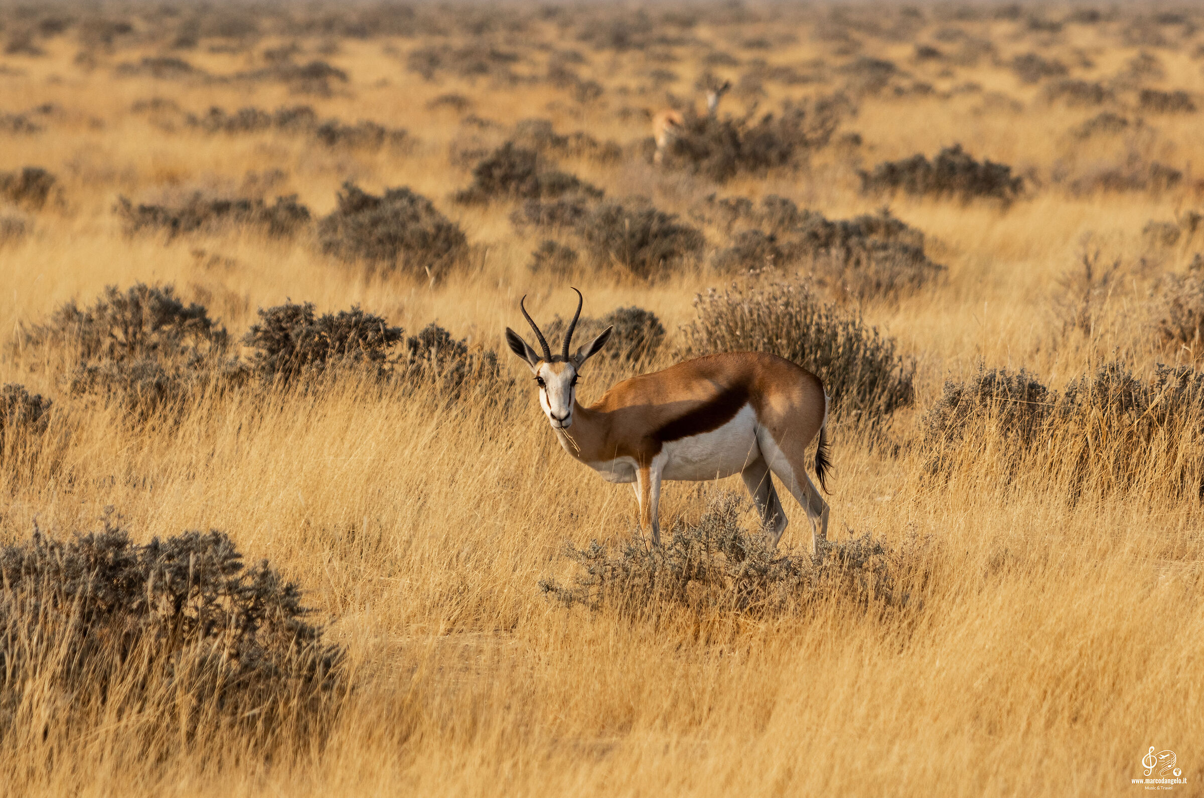 Etosha