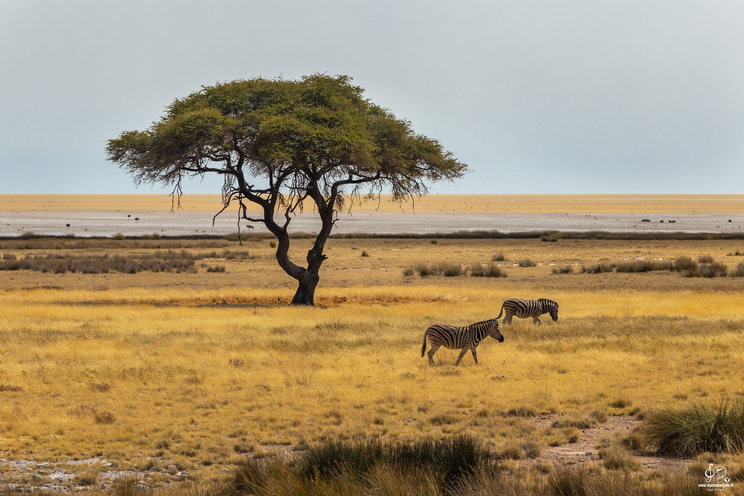 Etosha tree