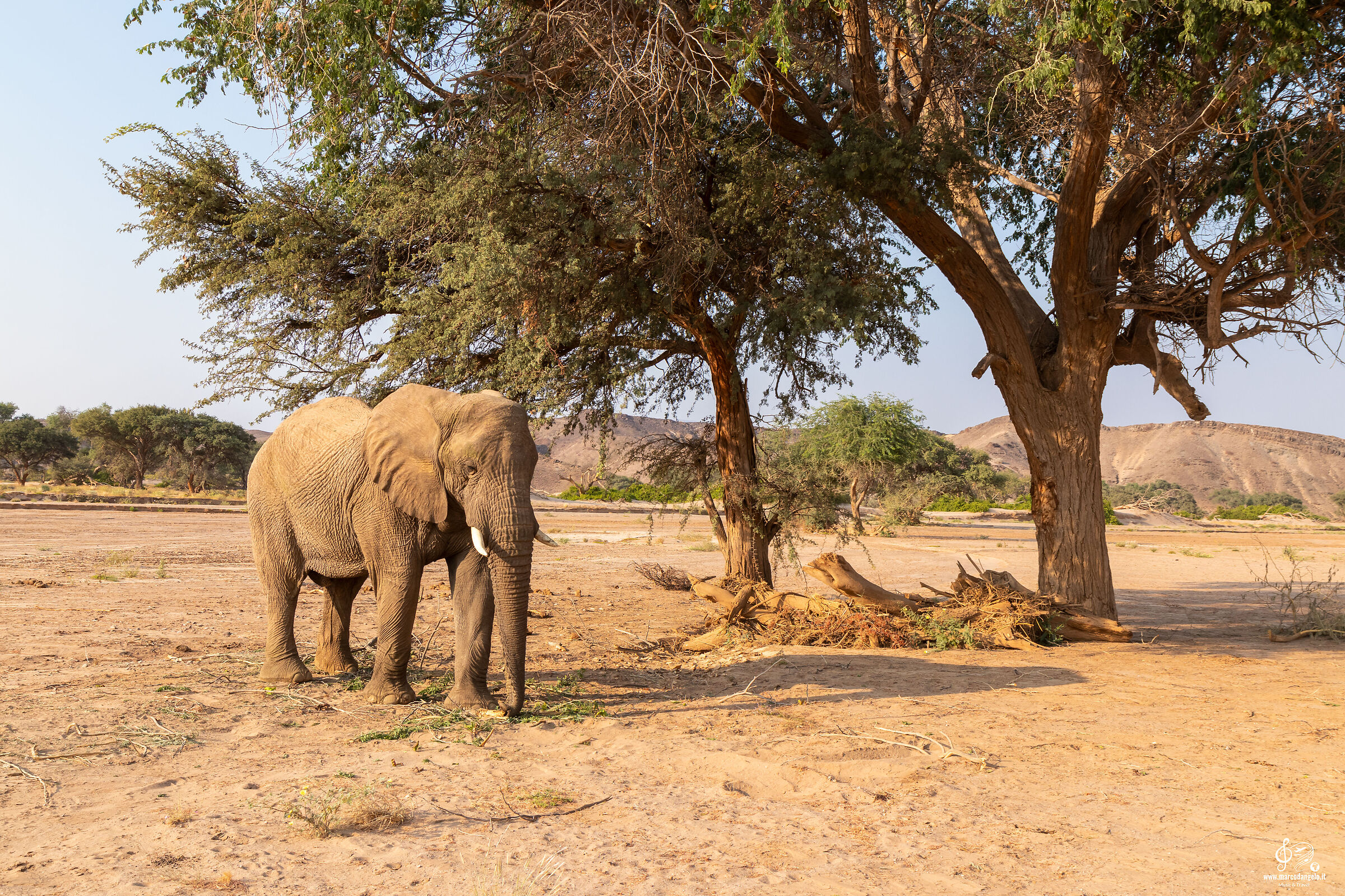 Elefante del deserto Aba Huab river