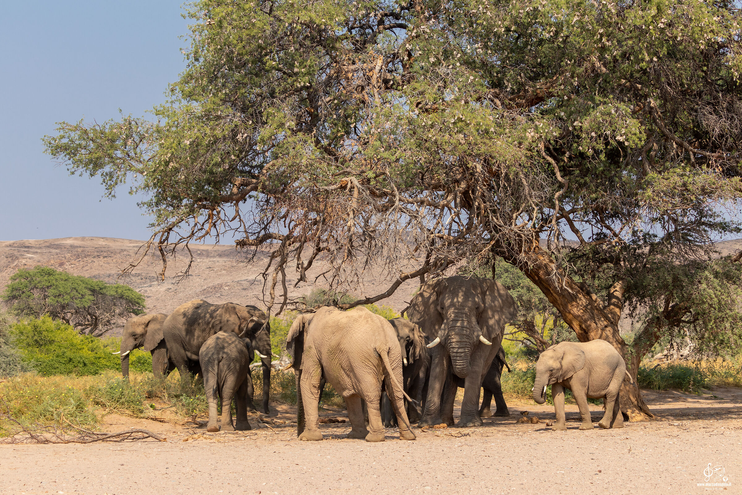 Elefanti del deserto