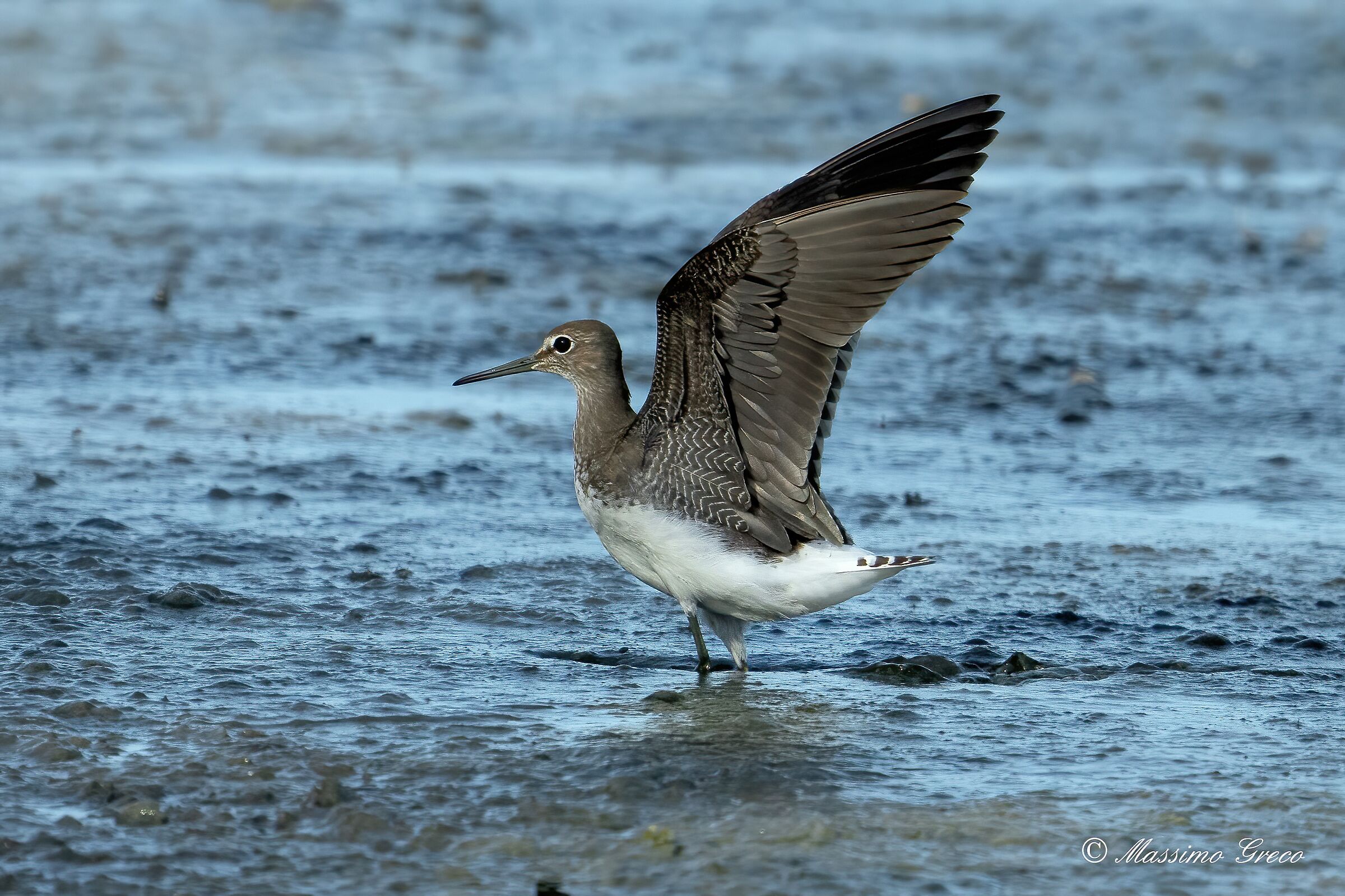 Pyro-pyro culbianco (Tringa ochropus)