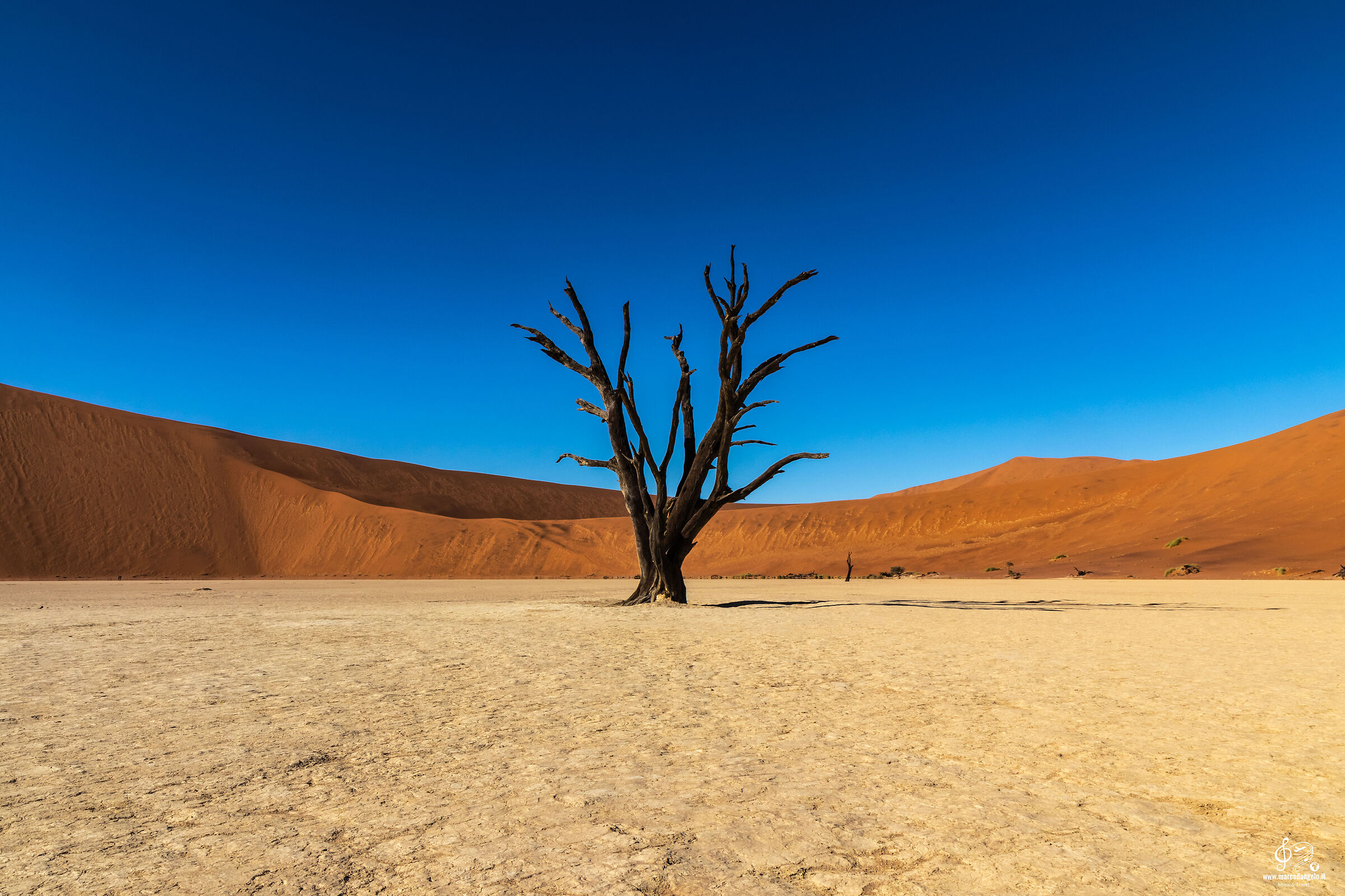 Deadvlei tree