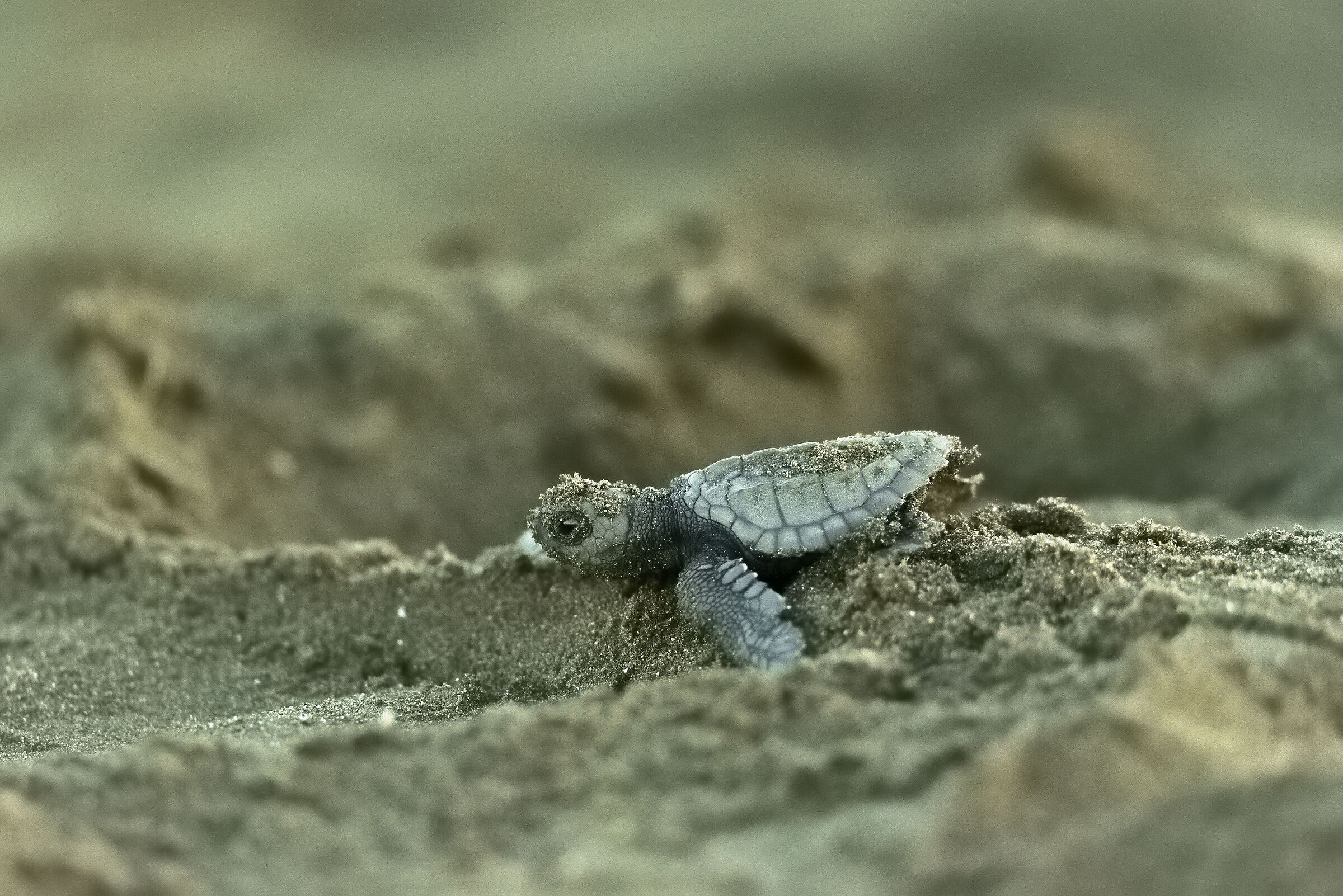 A new life begins in Playa Ostional (Arribada!)