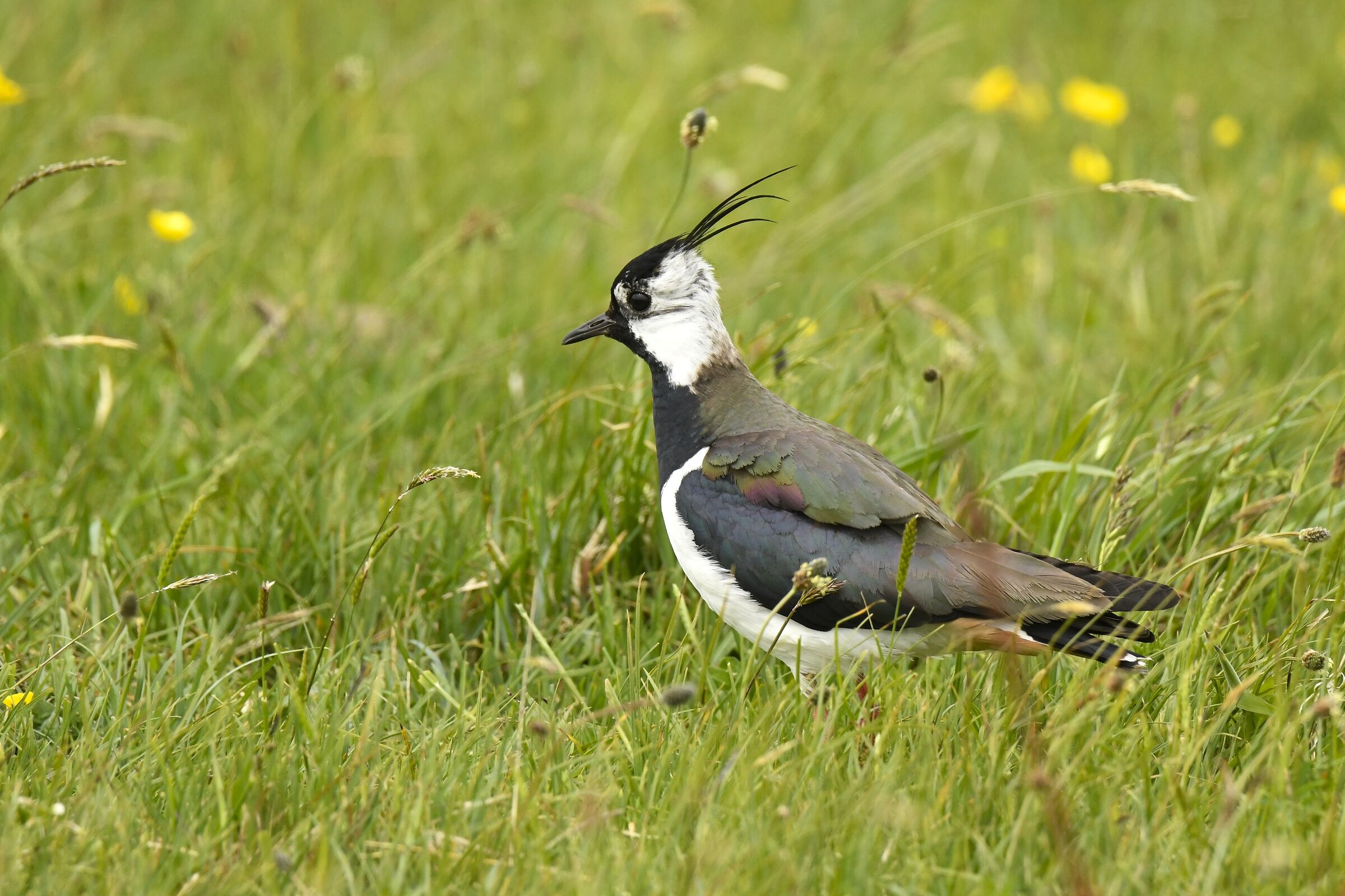 Lapwing