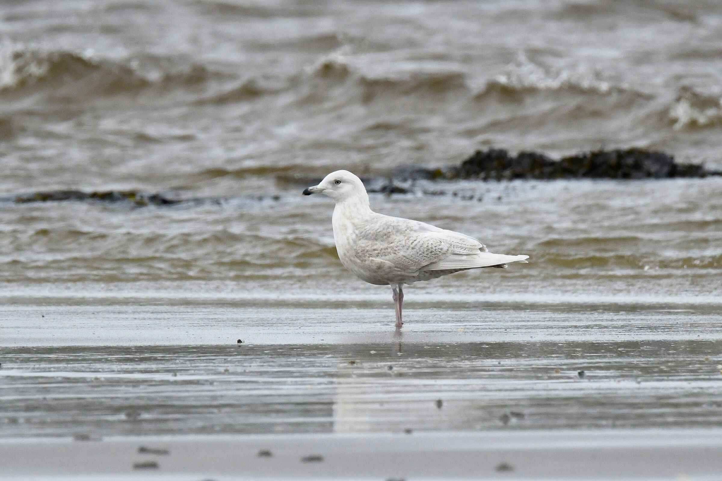 Iceland gull