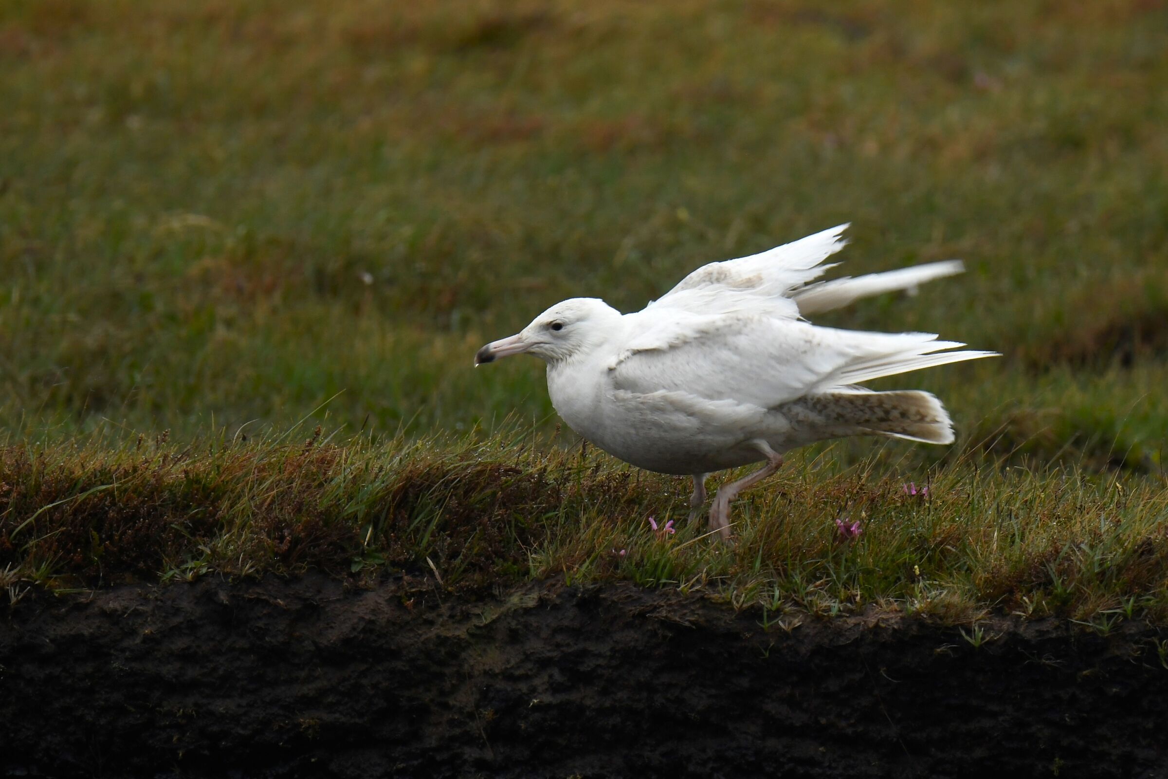 Glaucous gull