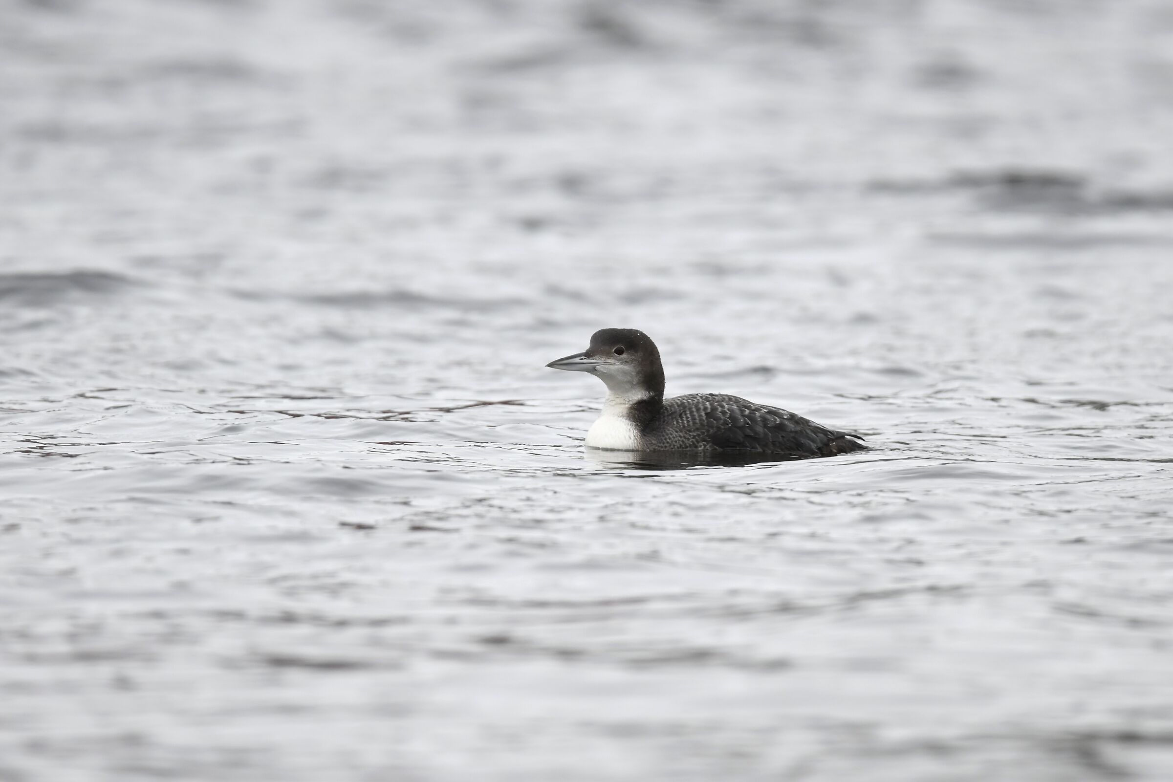 Great Northern diver