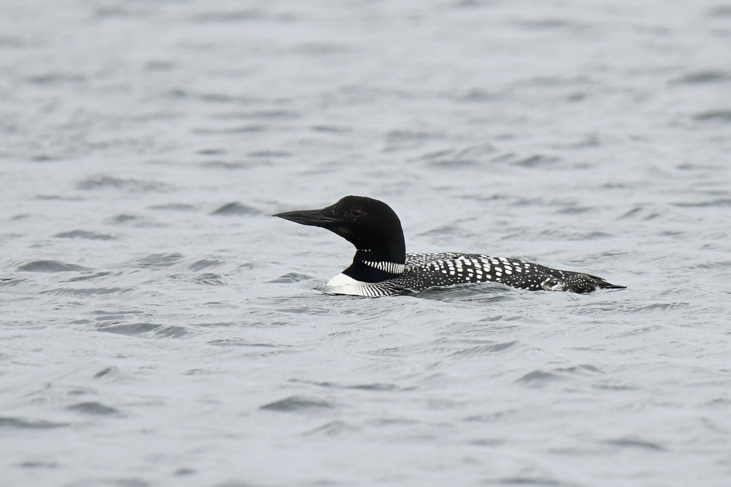 Great Northern diver