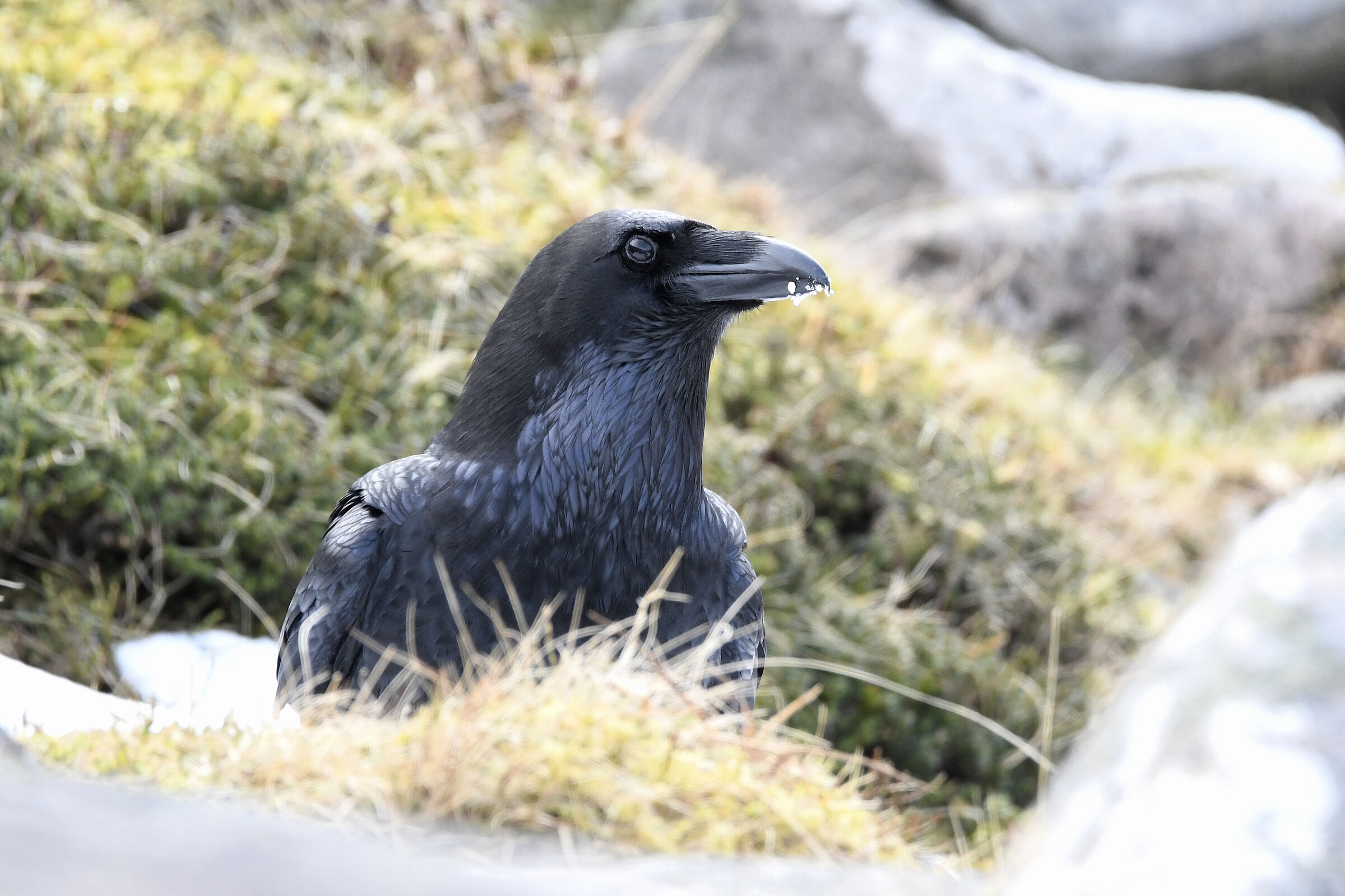 Corvo imperiale (Raven)