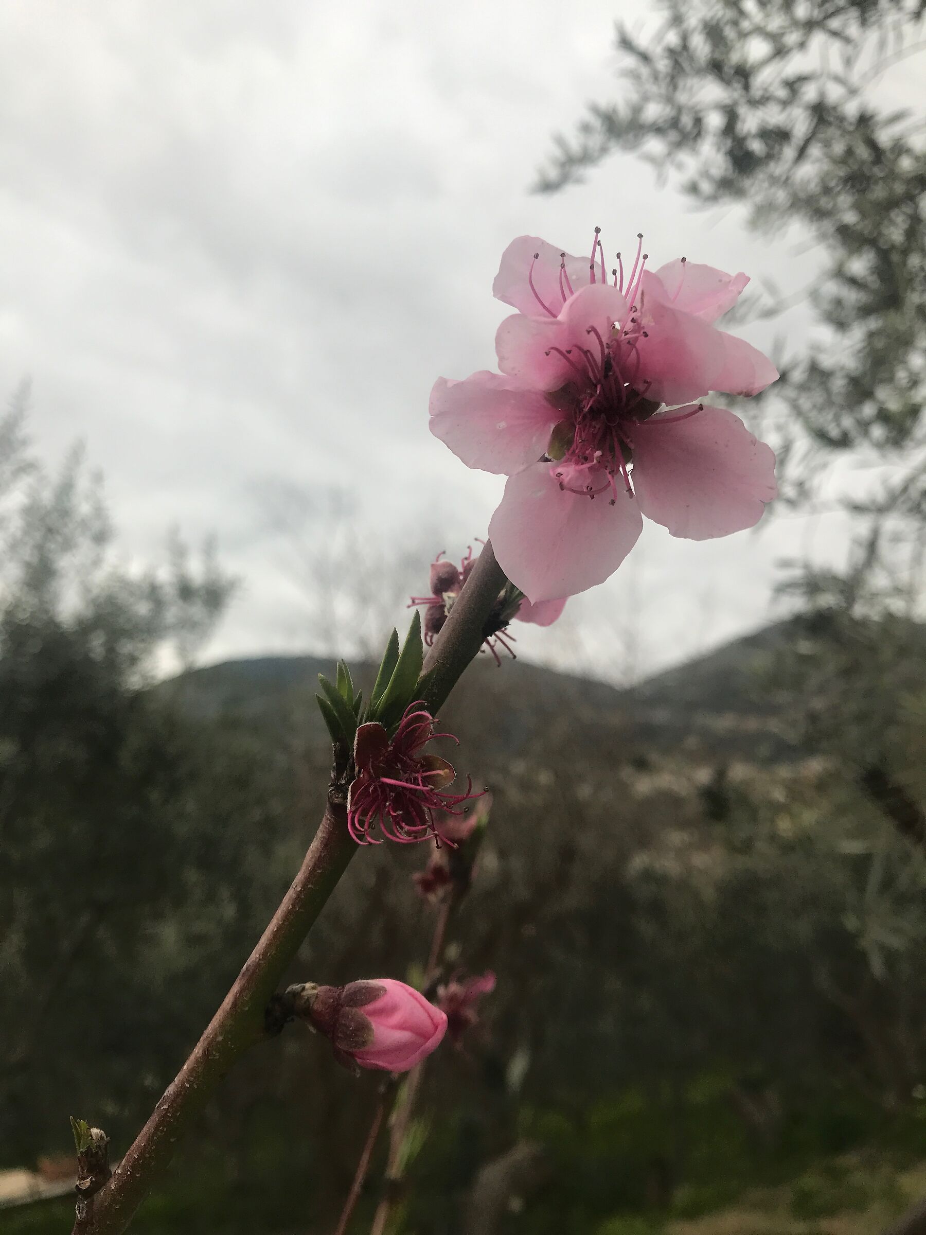 Peach blossom