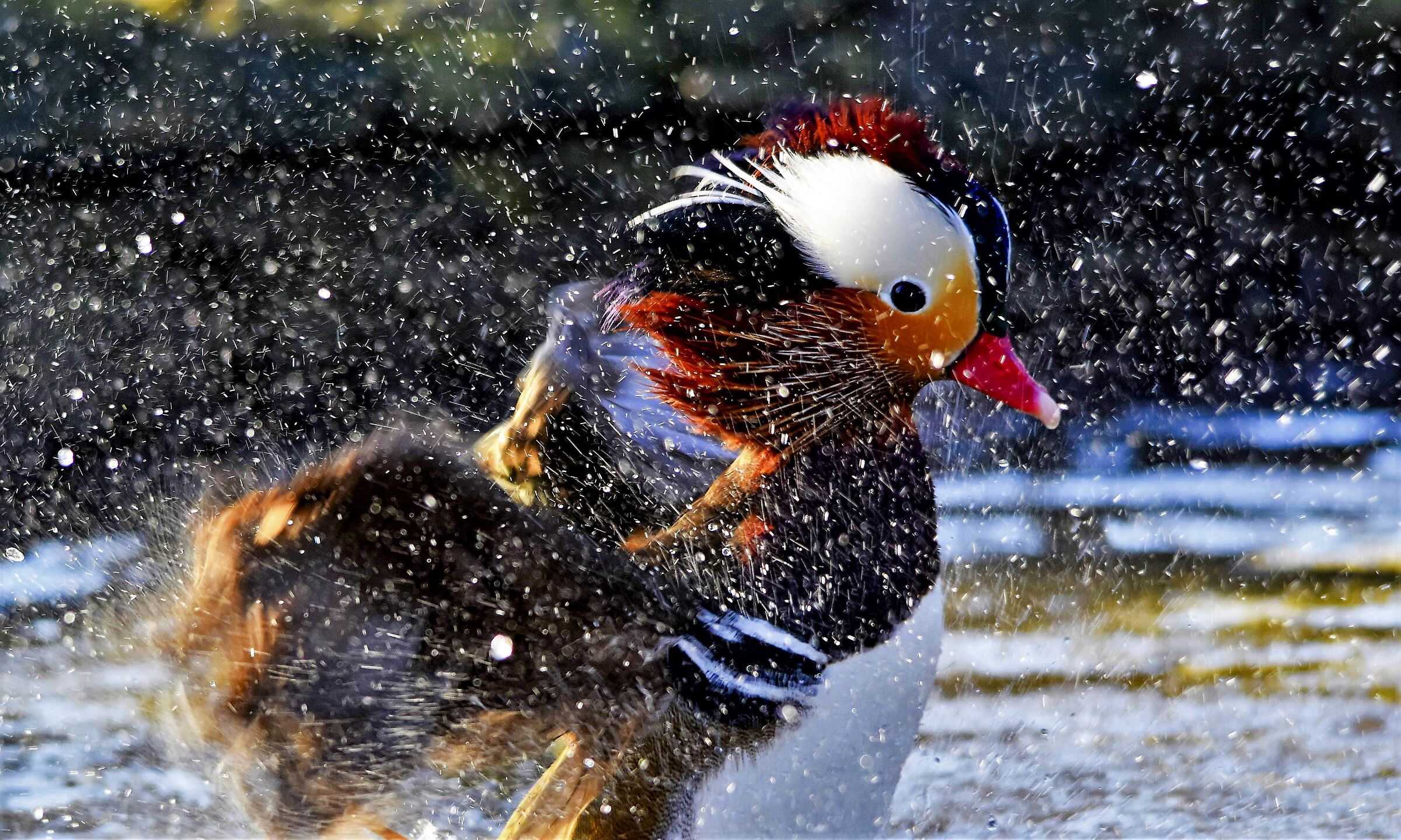 Mandarin duck bath