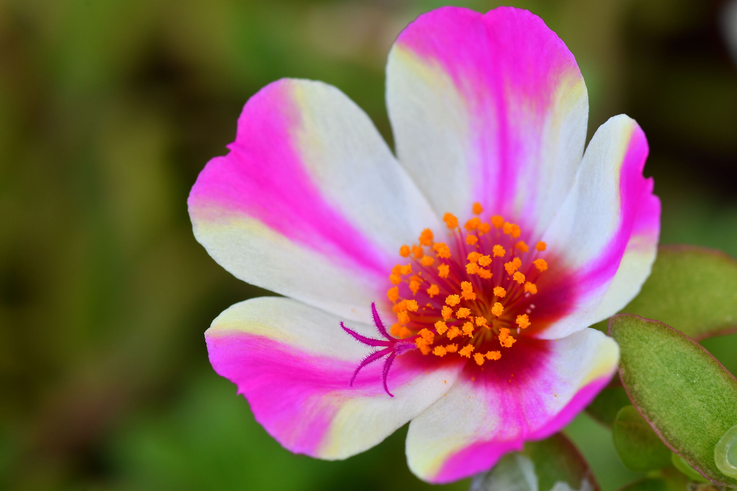 macro flower