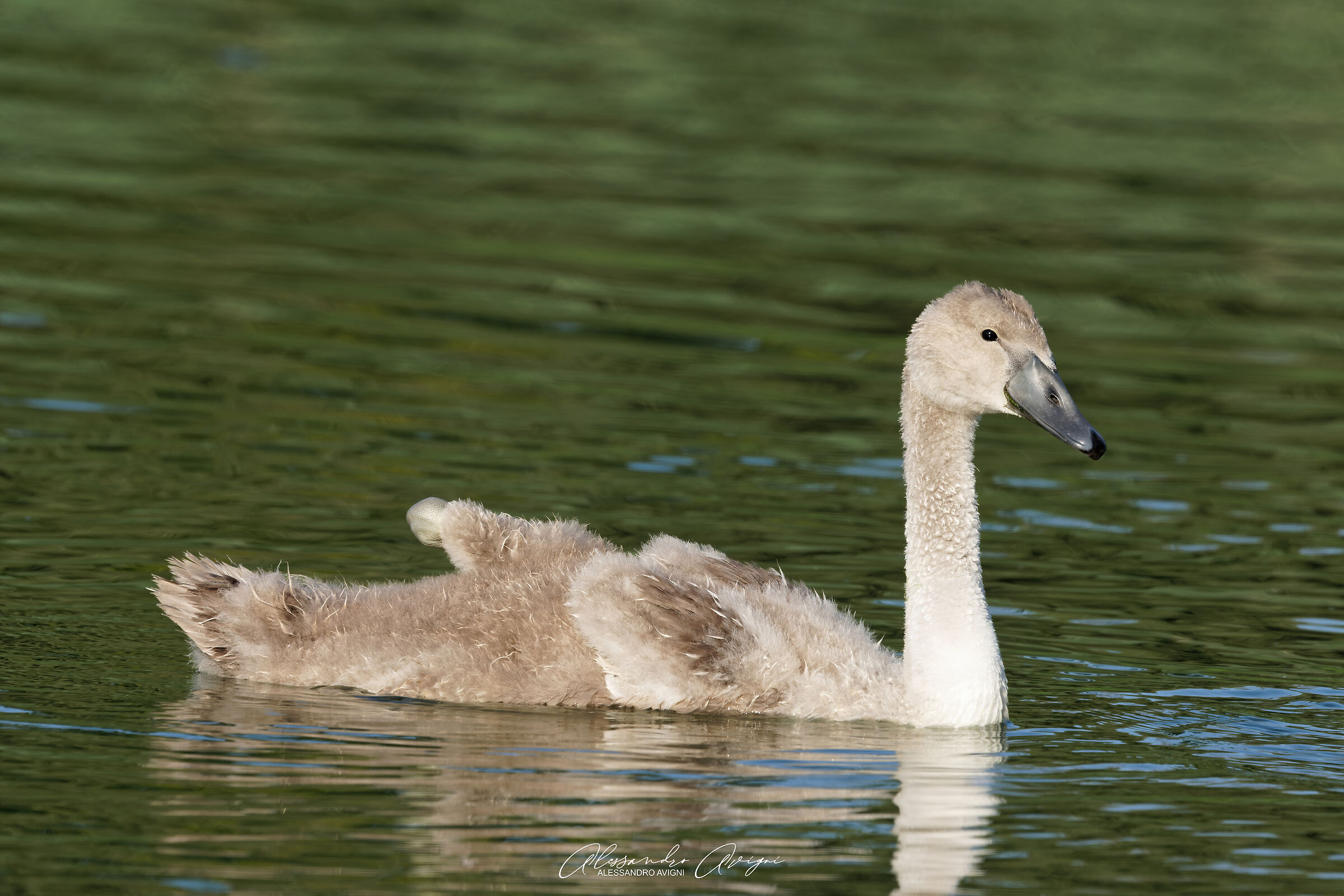 Cigno
