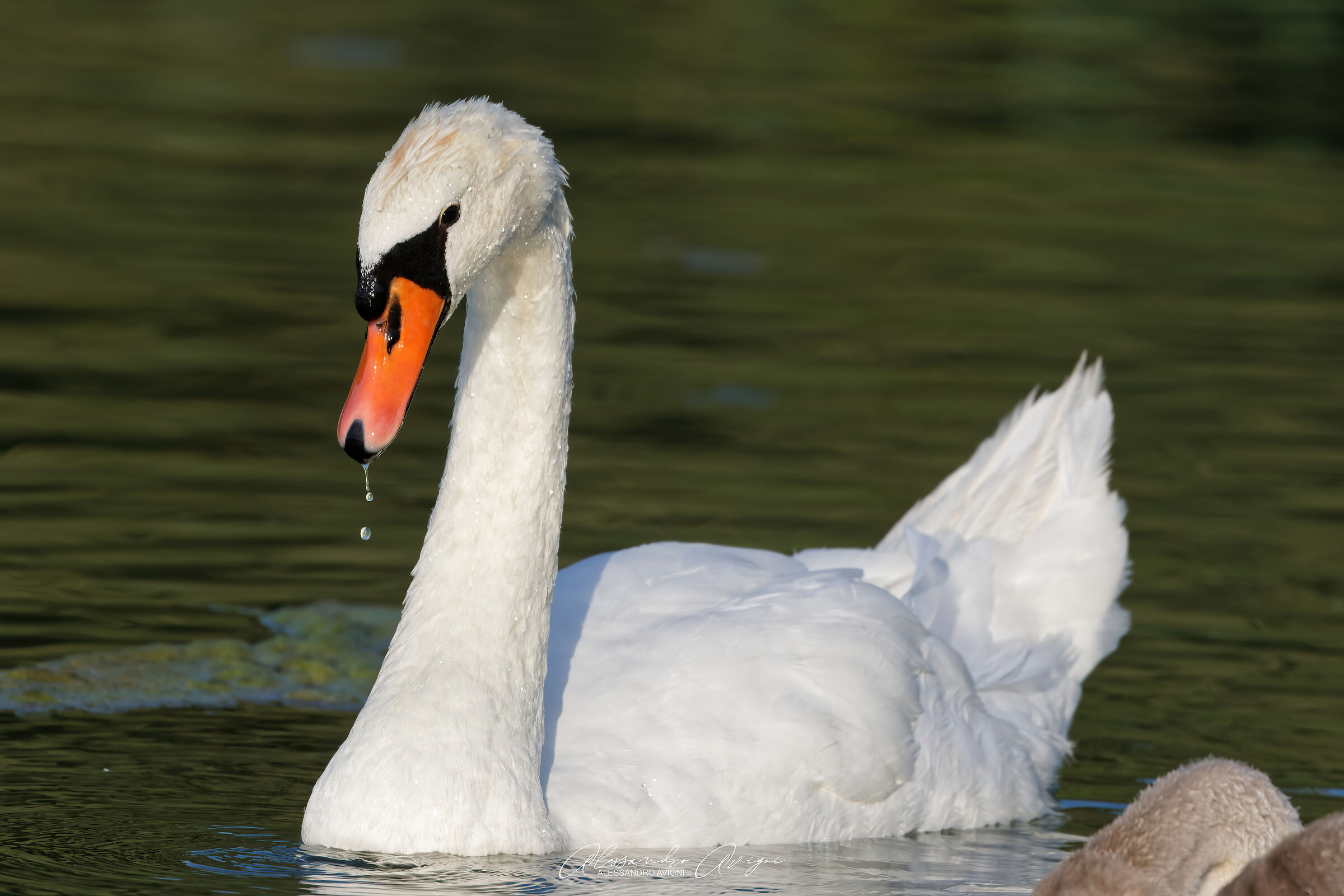 Cigno