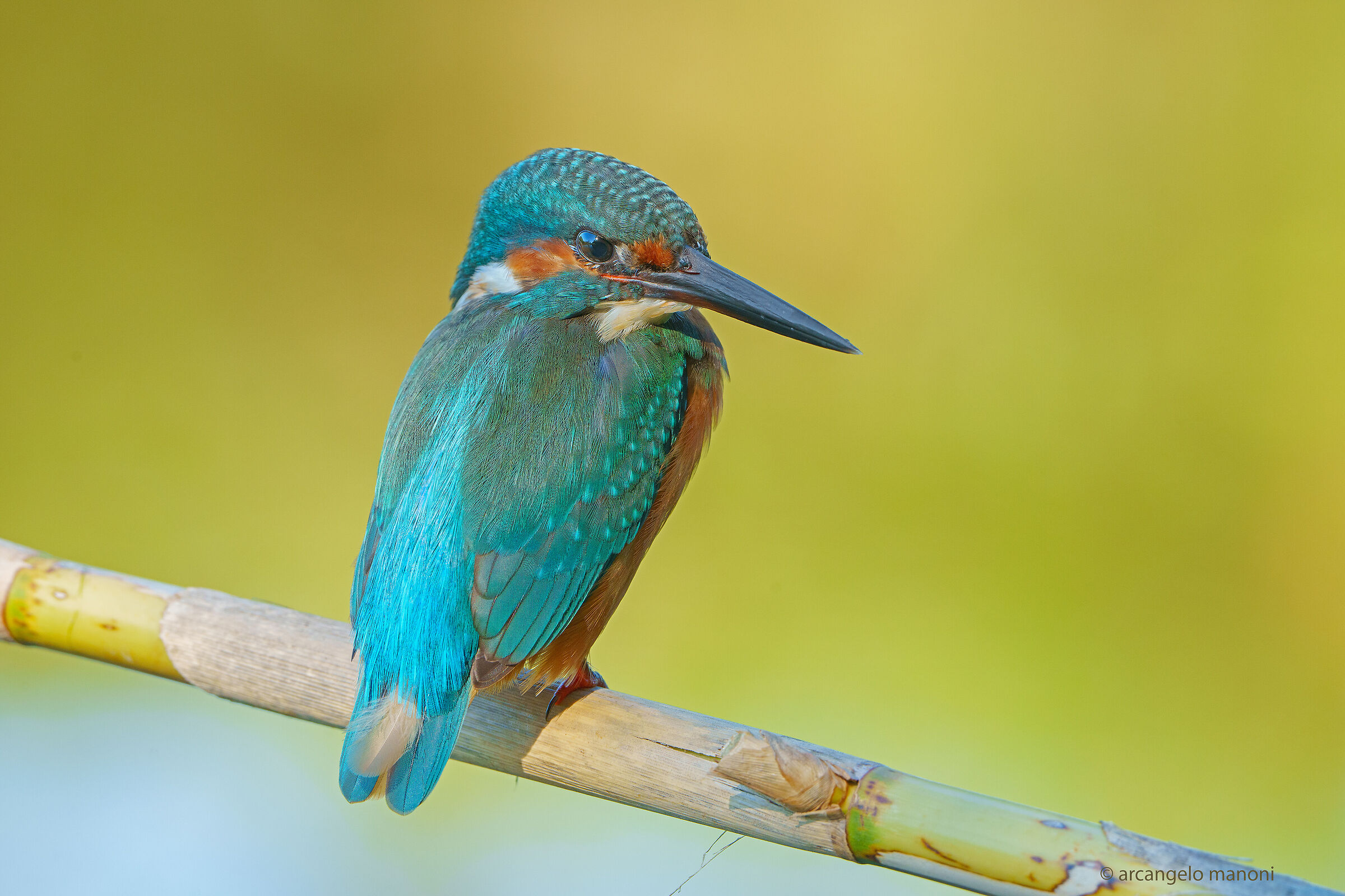 Martino ''white pen'' in his magical colorful world