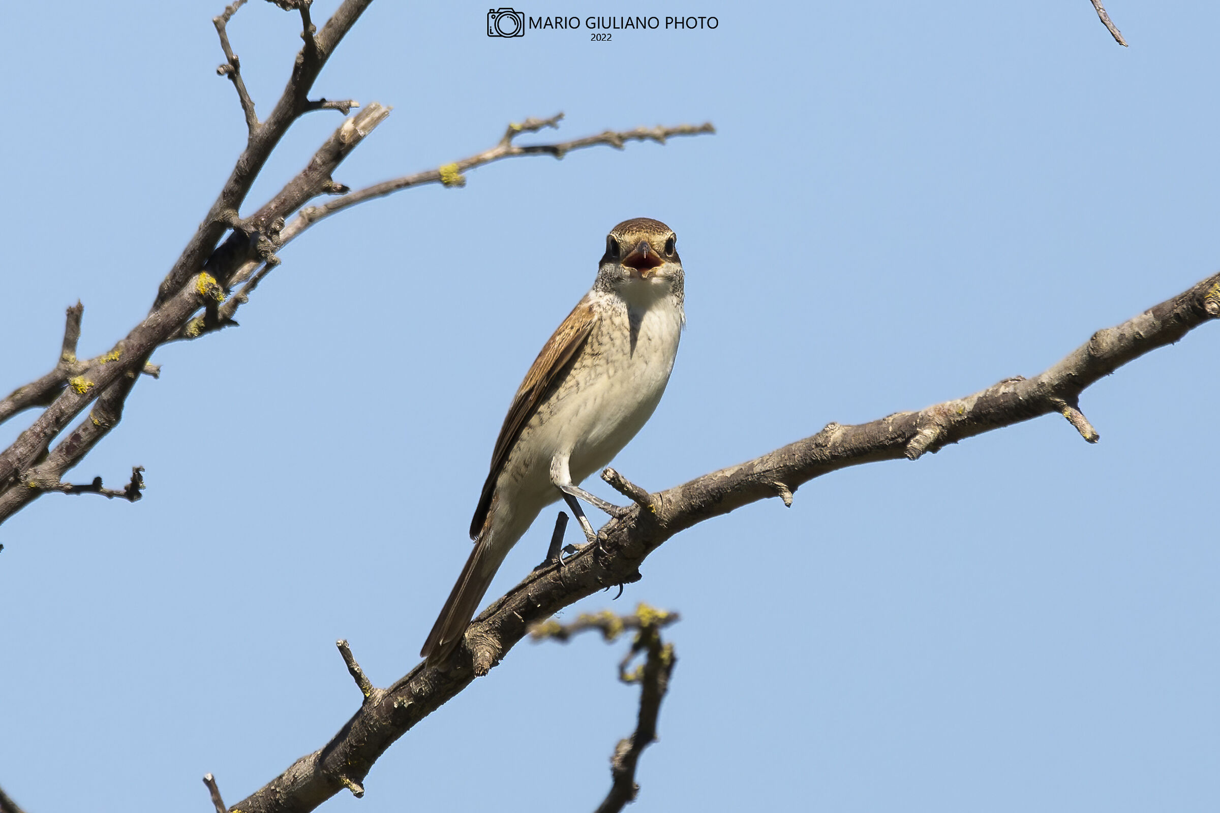 Red-backed shrike