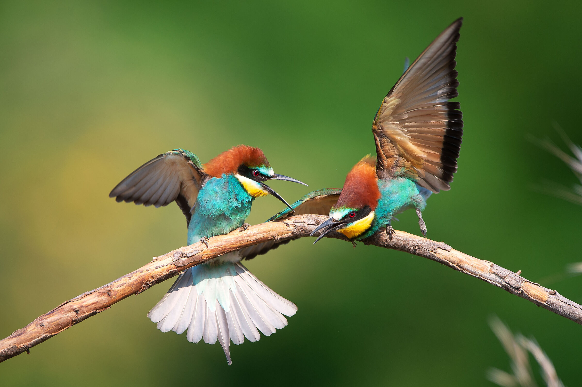 Bee-eaters