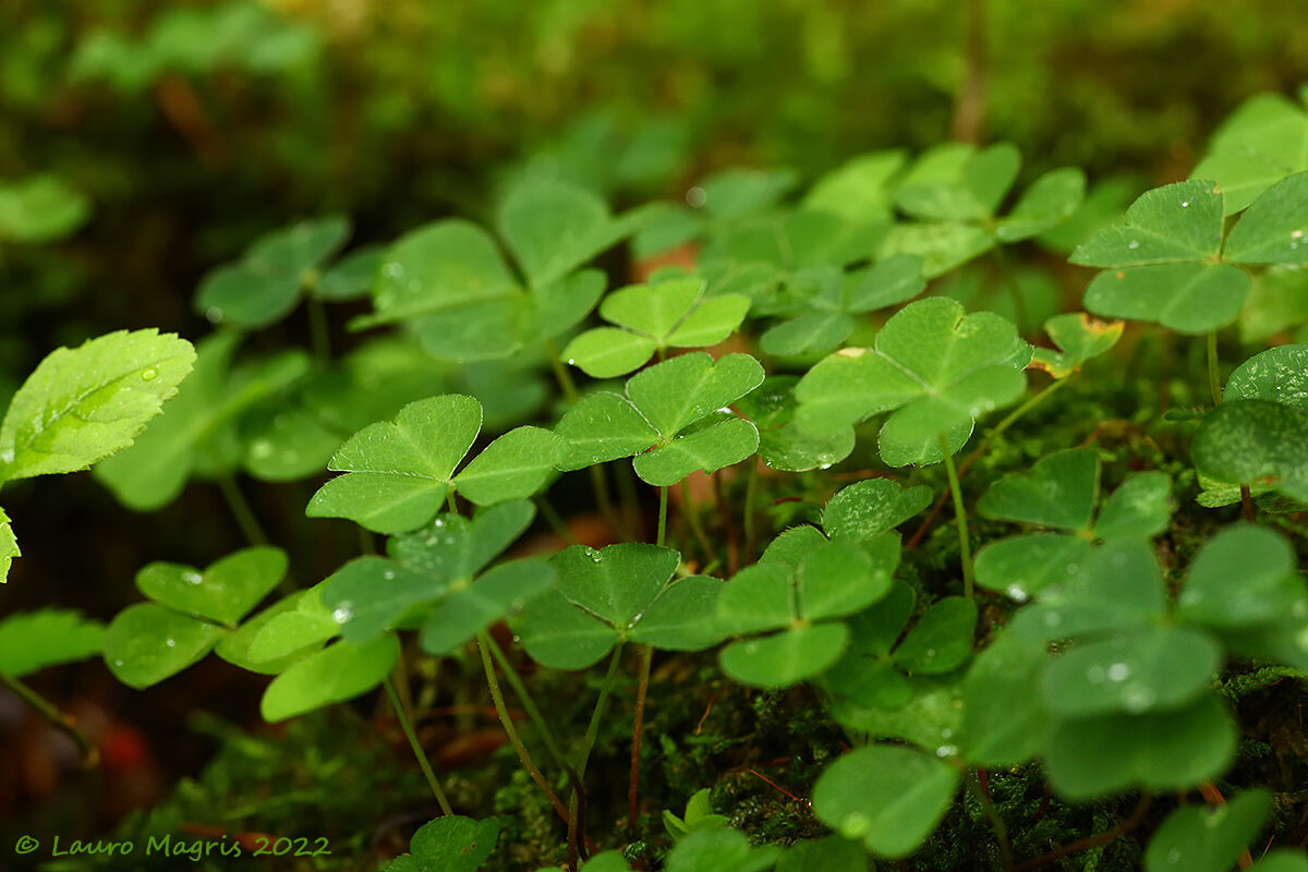 Acetosella dei boschi