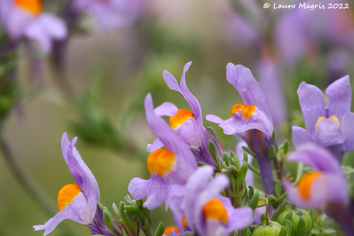Linaria alpina