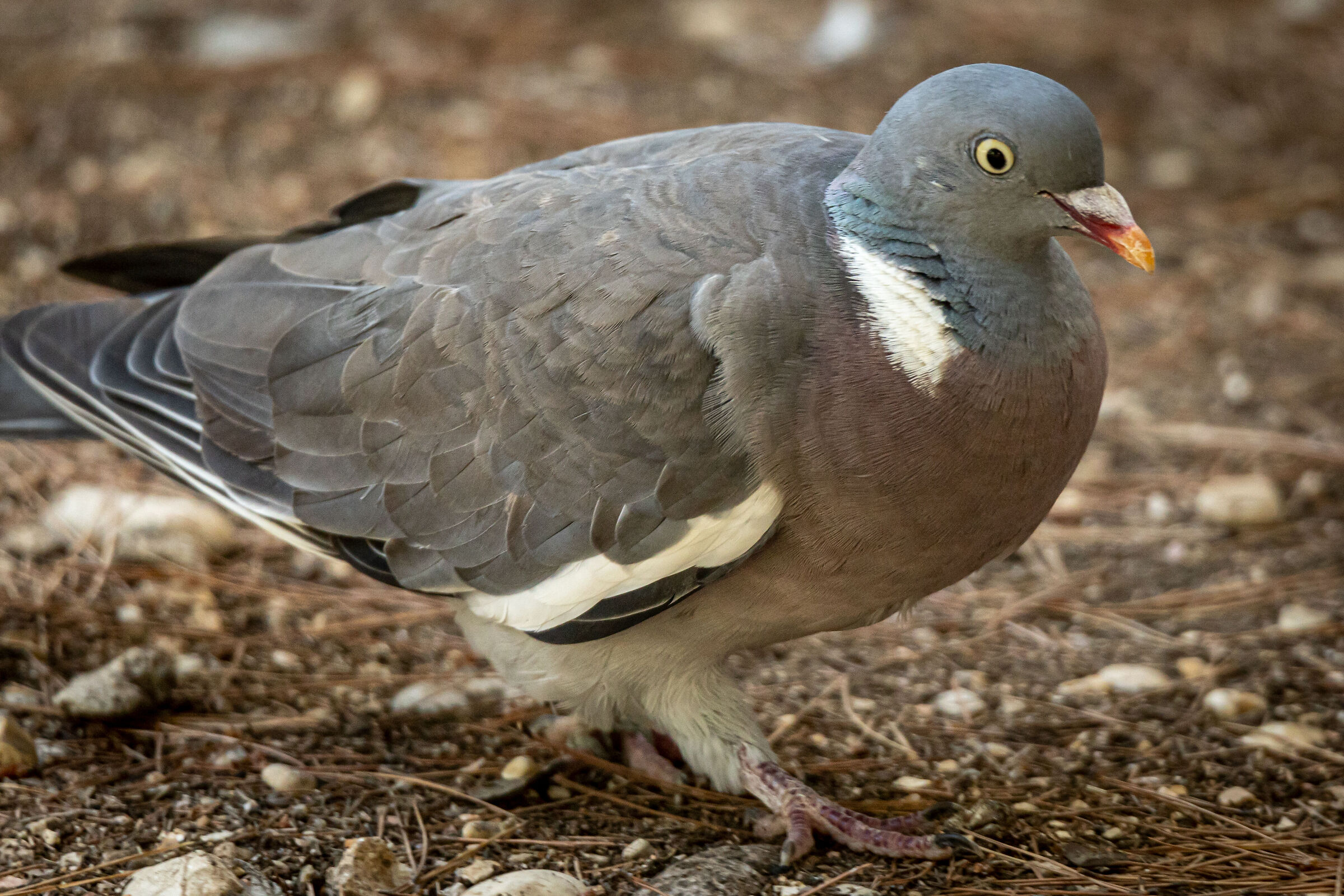 wood pigeon