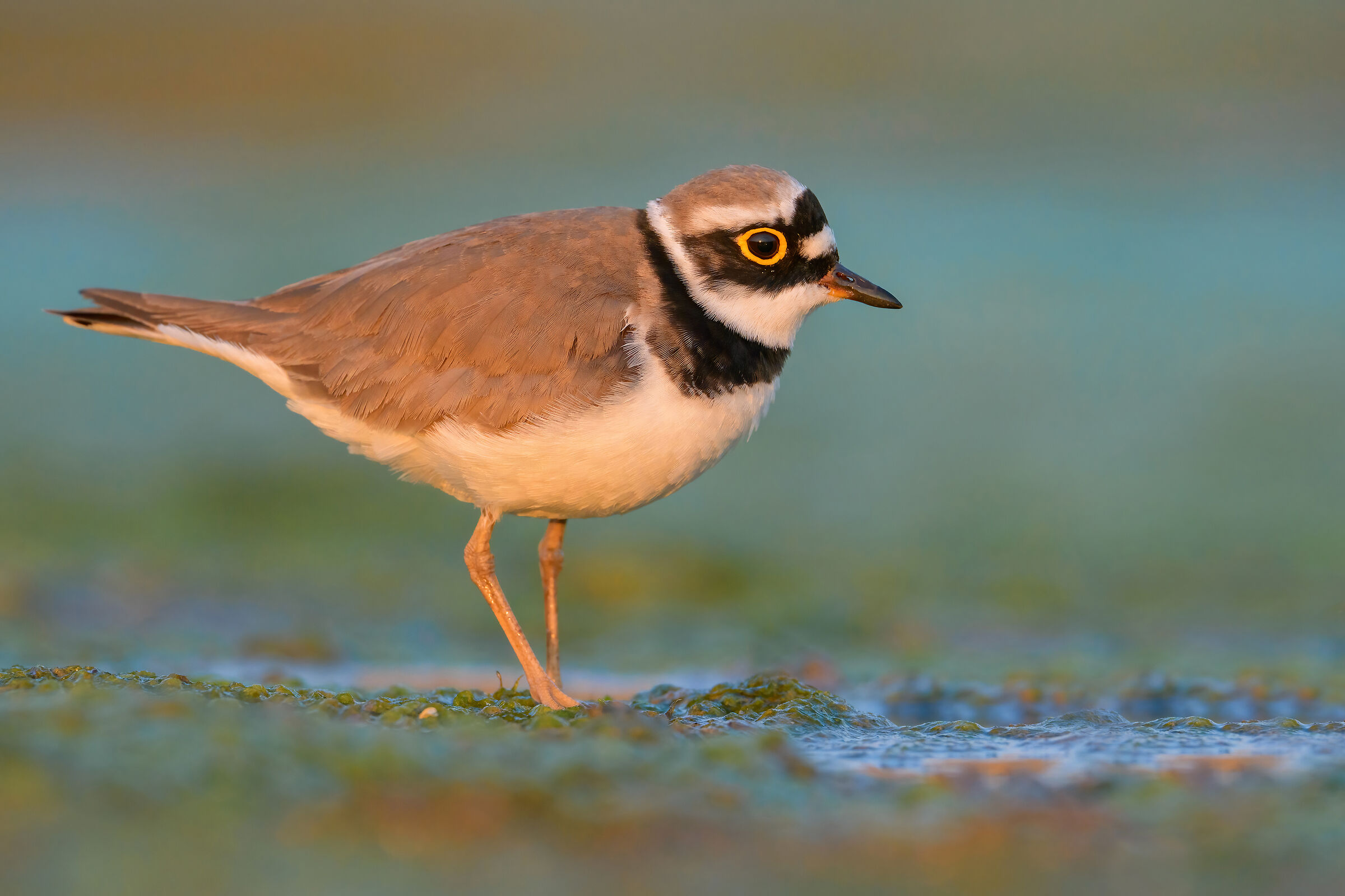 Little ringed plover