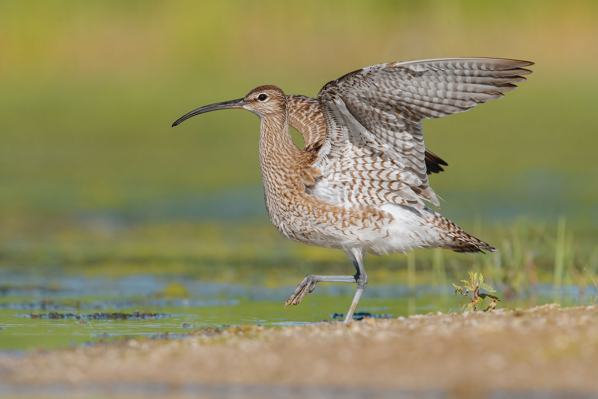 Whimbrel