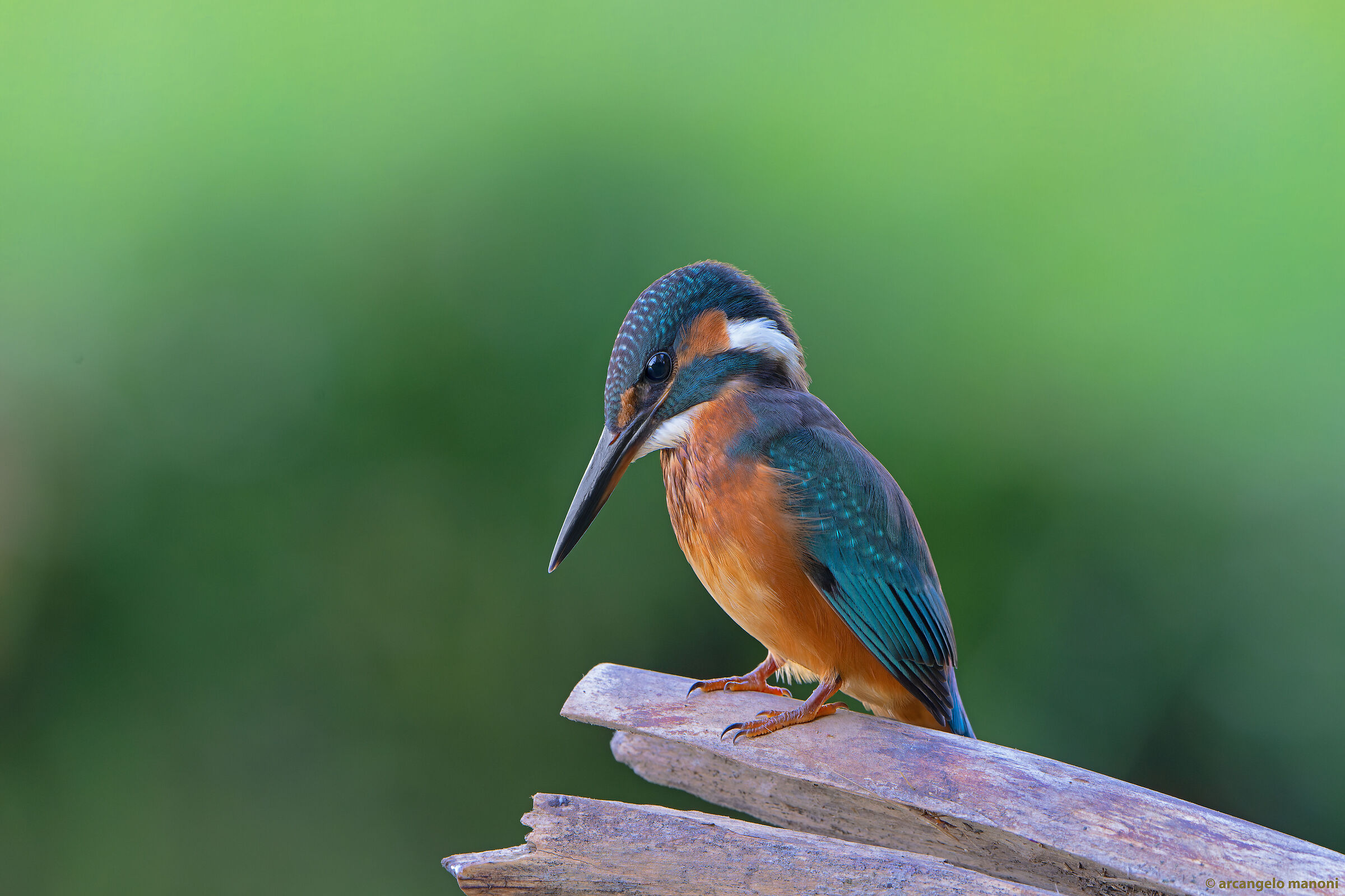 When martinis point prey