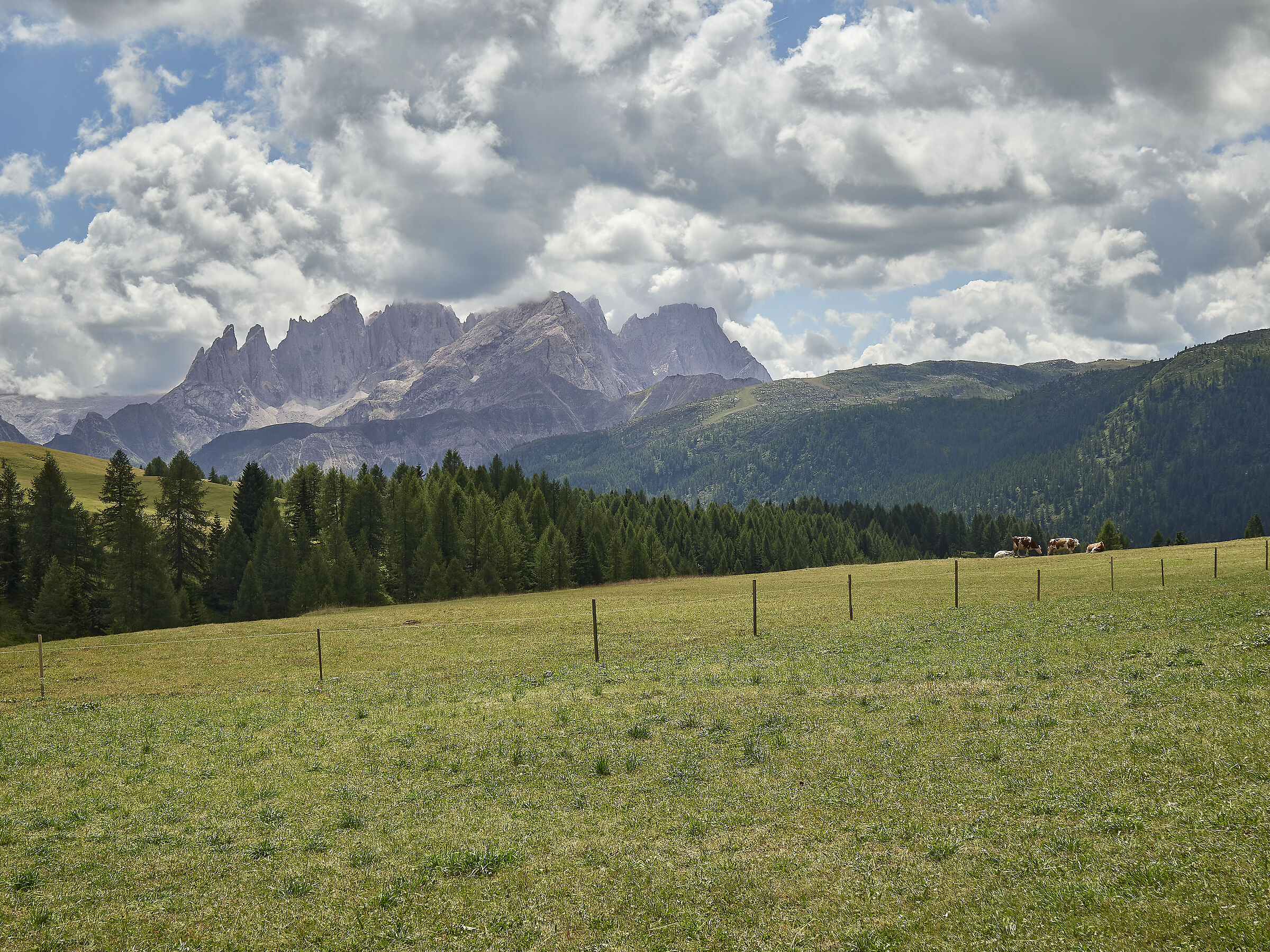Le Pale di San Martino dal rifugio Fugiade