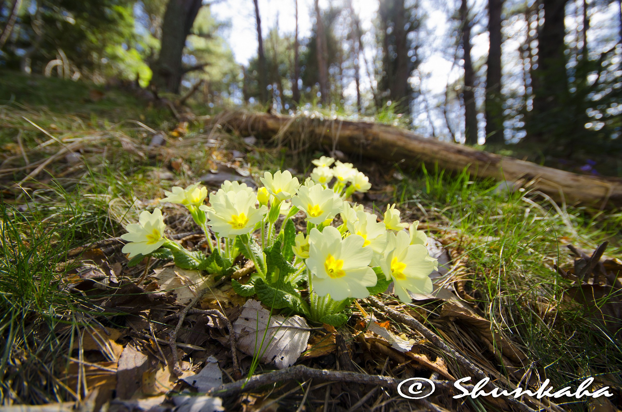 Primula vulgaris - Foresta Gouta Testa d'Alpe (im)