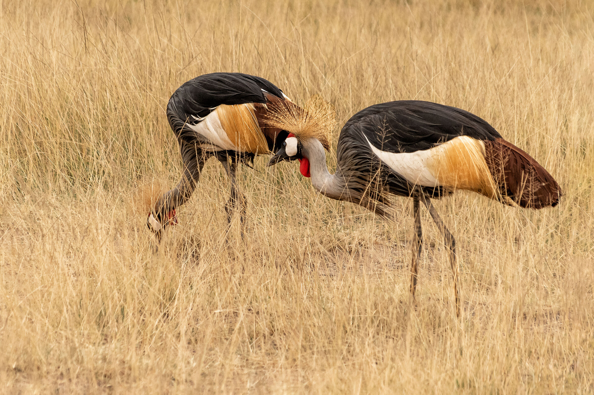 Black crowned crane (Balearica pavonina)