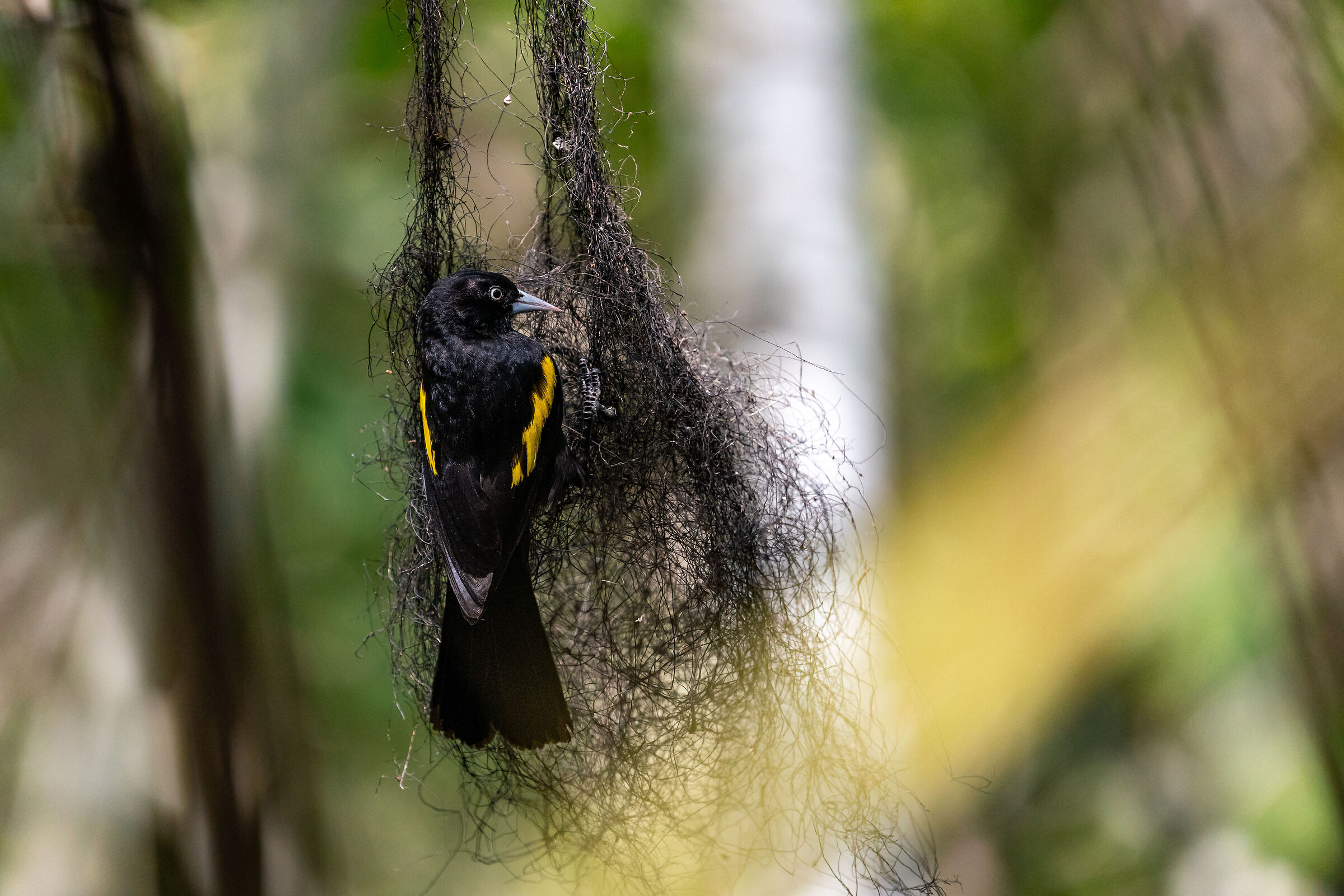 Il cacique dalle ali dorate, Cacicus chrysopterus