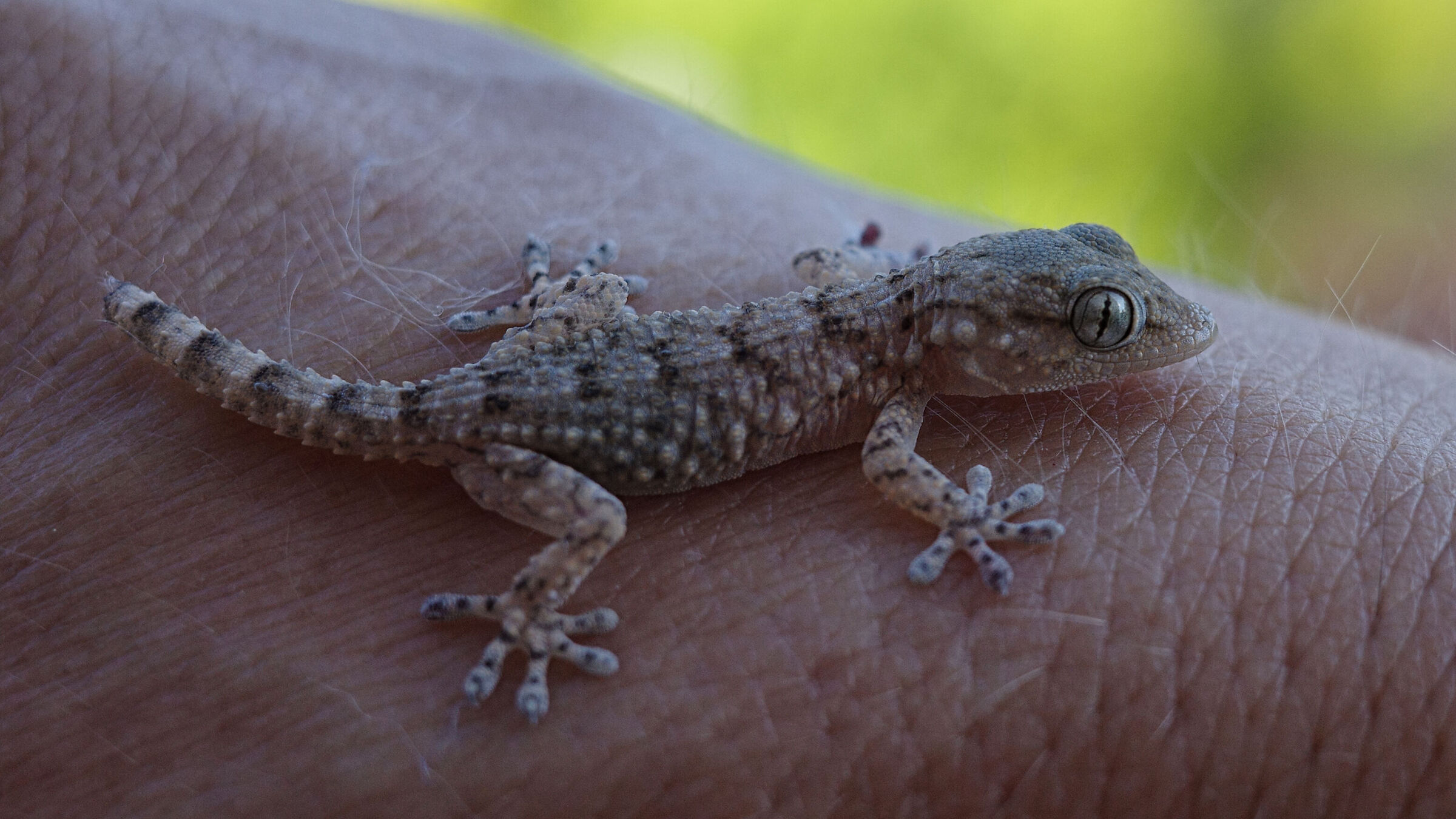 Little Gecko