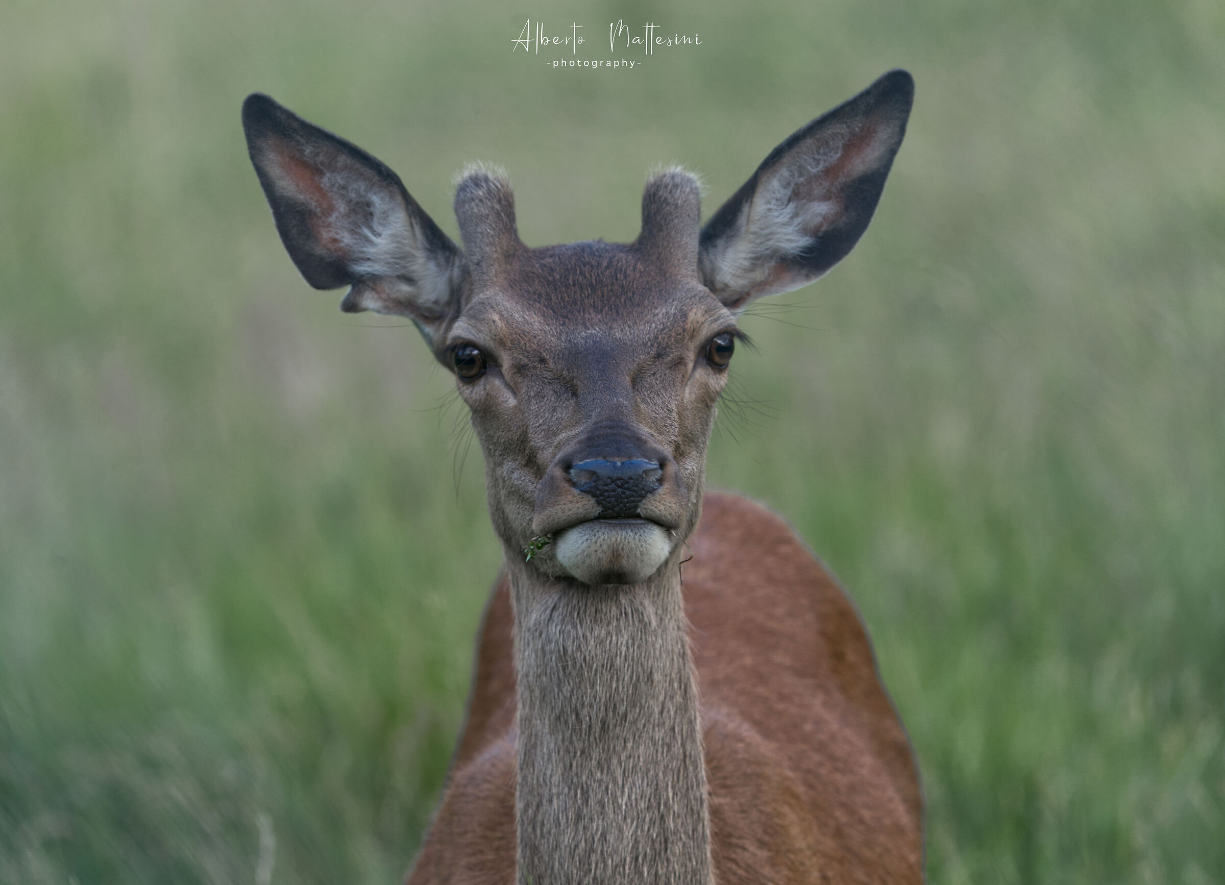 Young deer