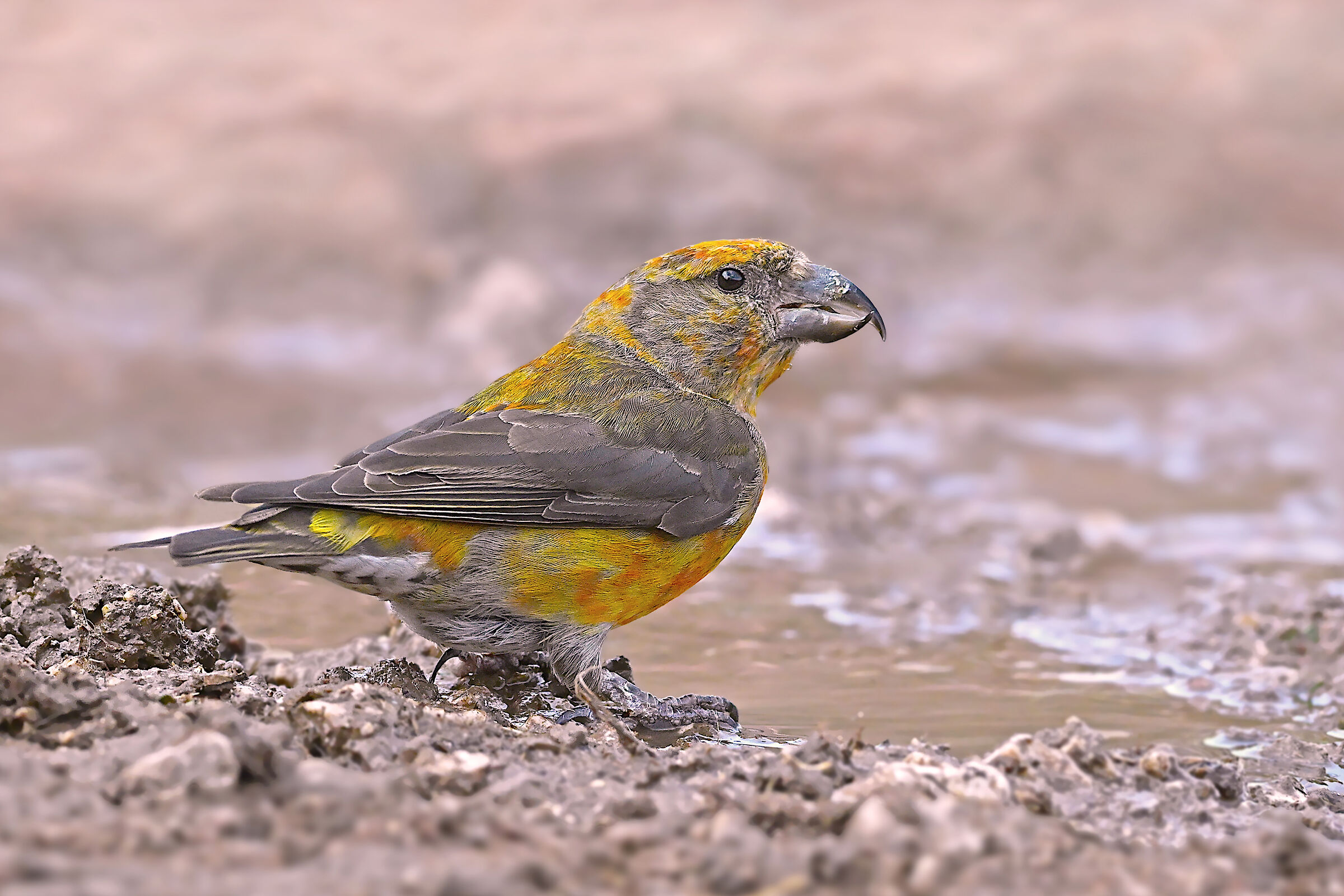 Storie di piume  9  (Crociere giovane maschio)