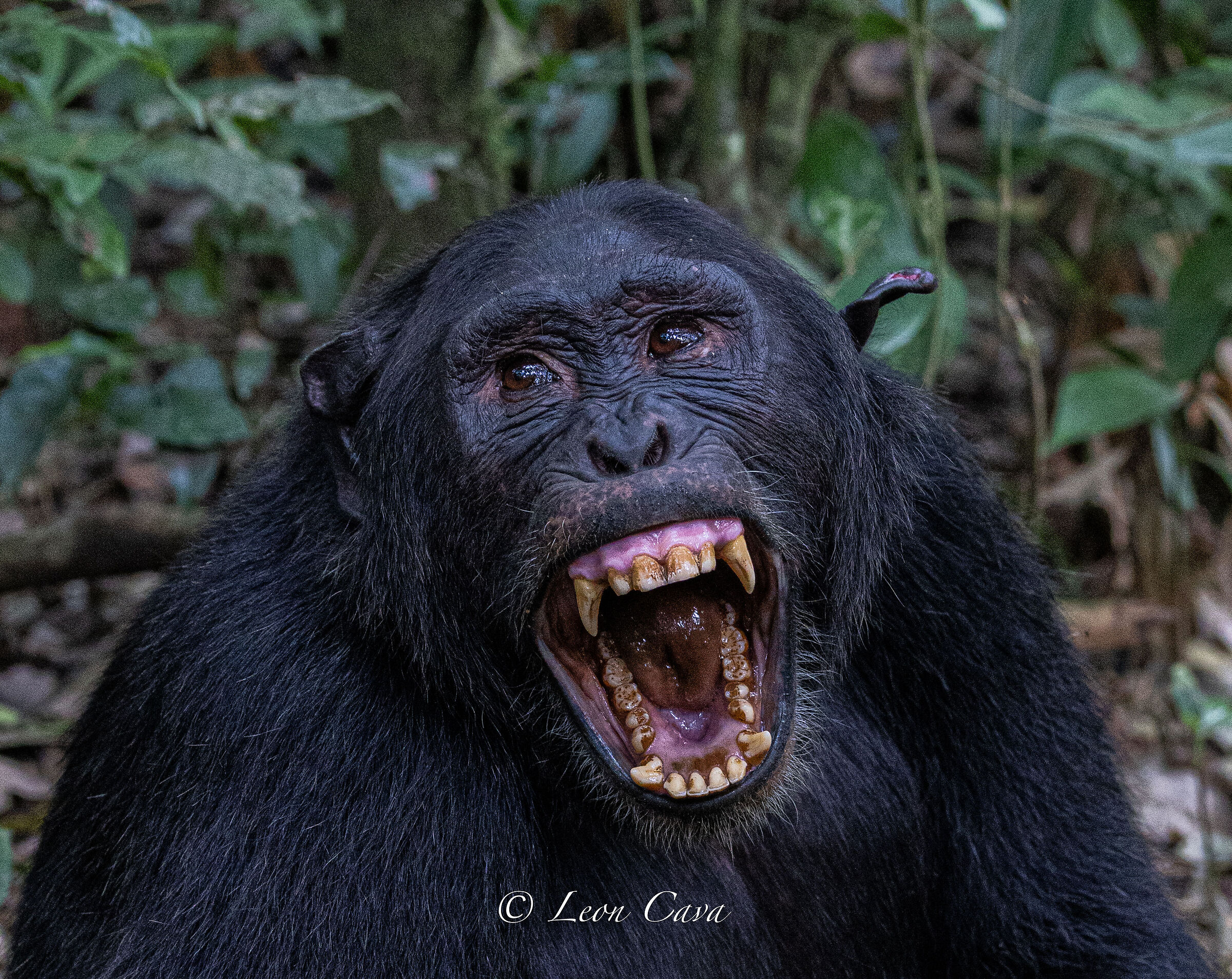 Chimpanzee