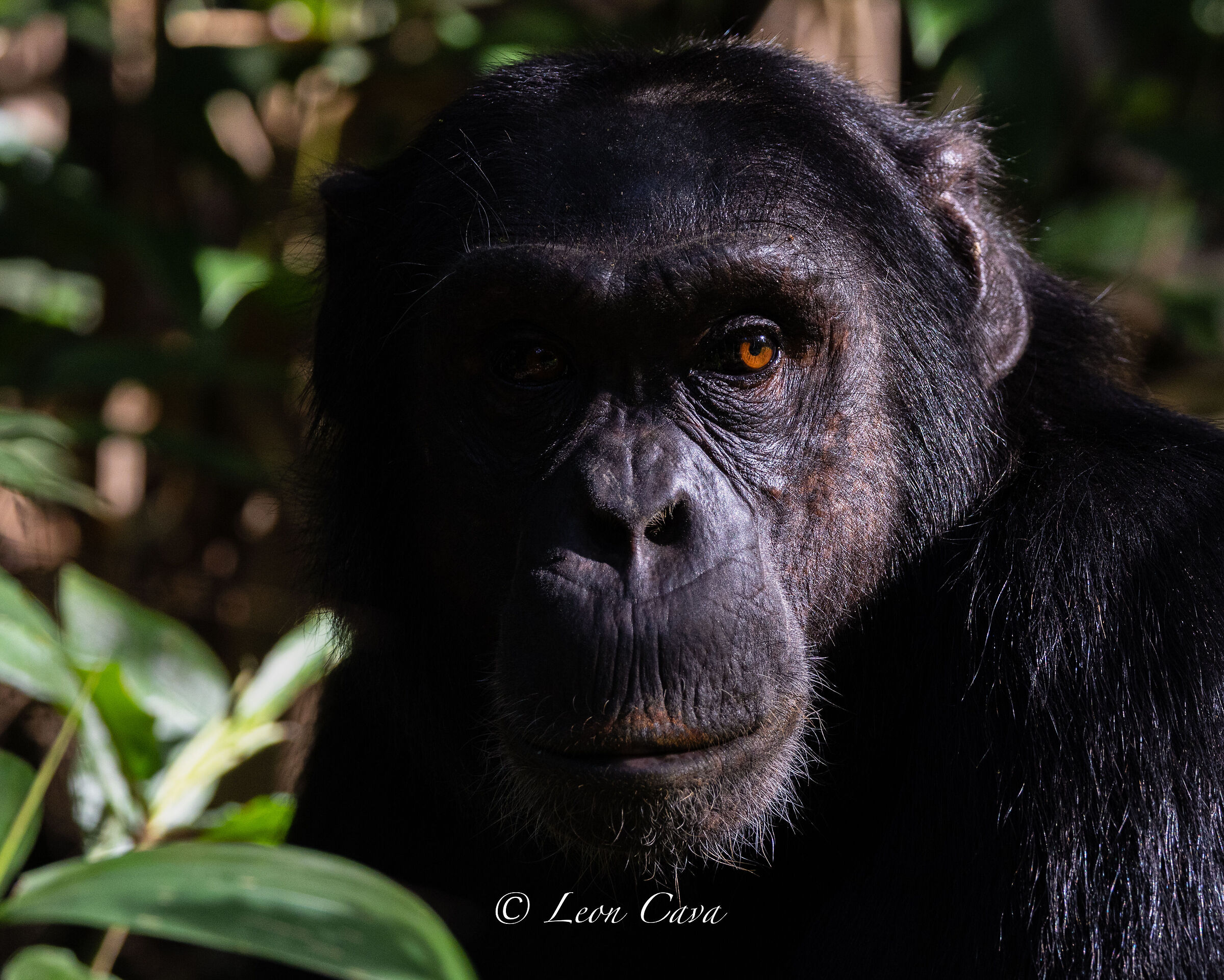 Gorilla
