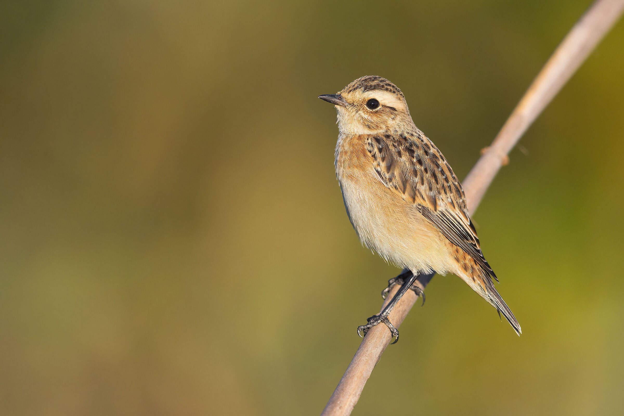 Whinchat