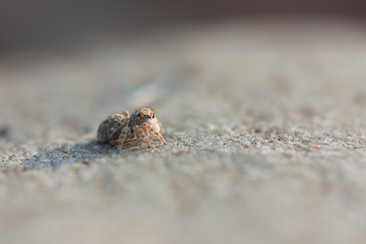 A quattrocchi con l'alba