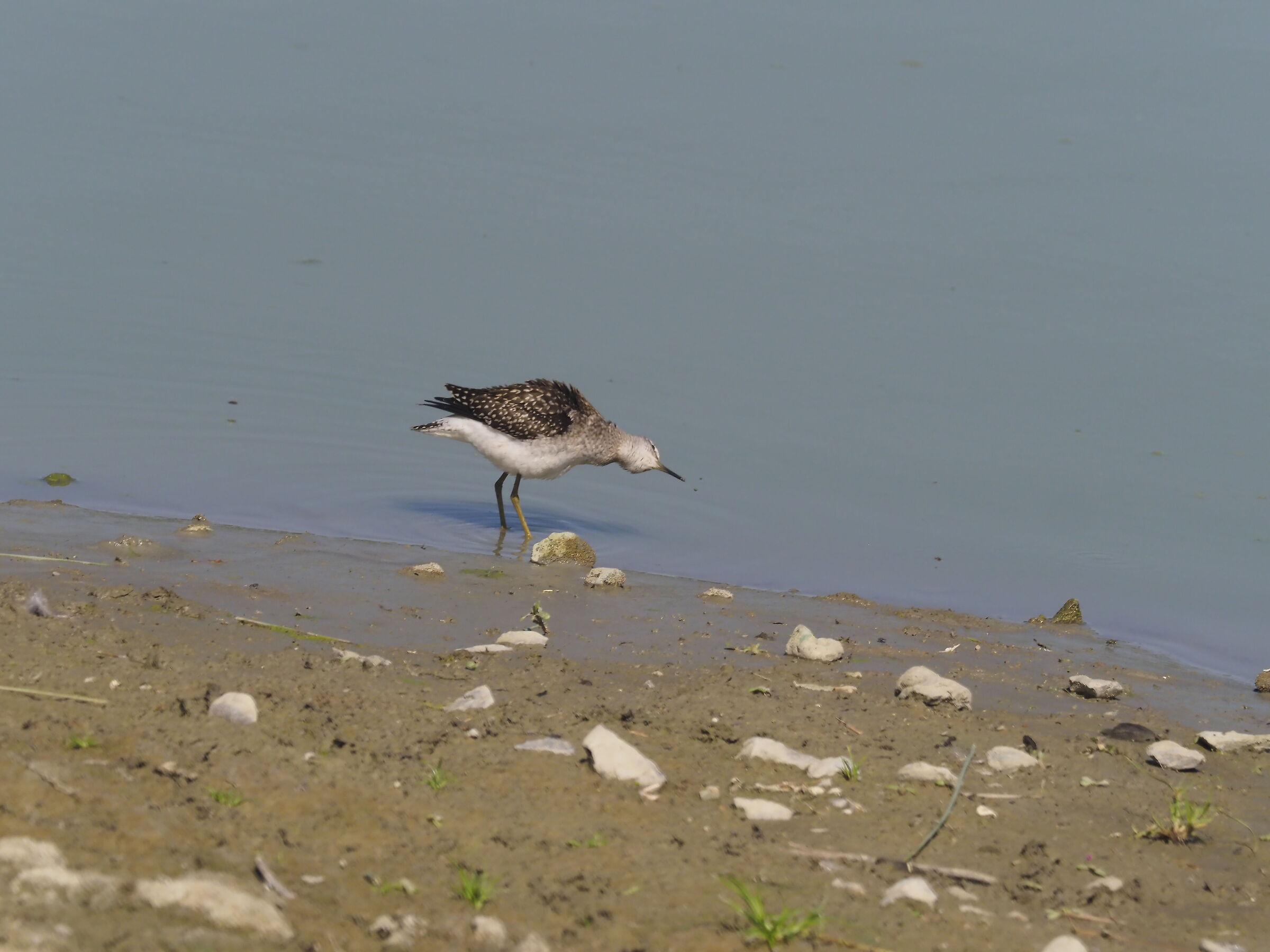 Piro piro boschereccio