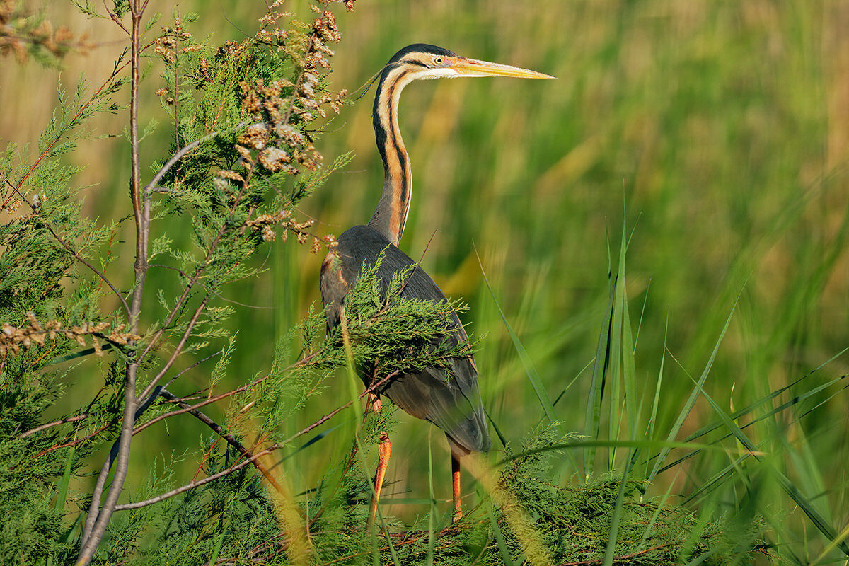 Purple heron