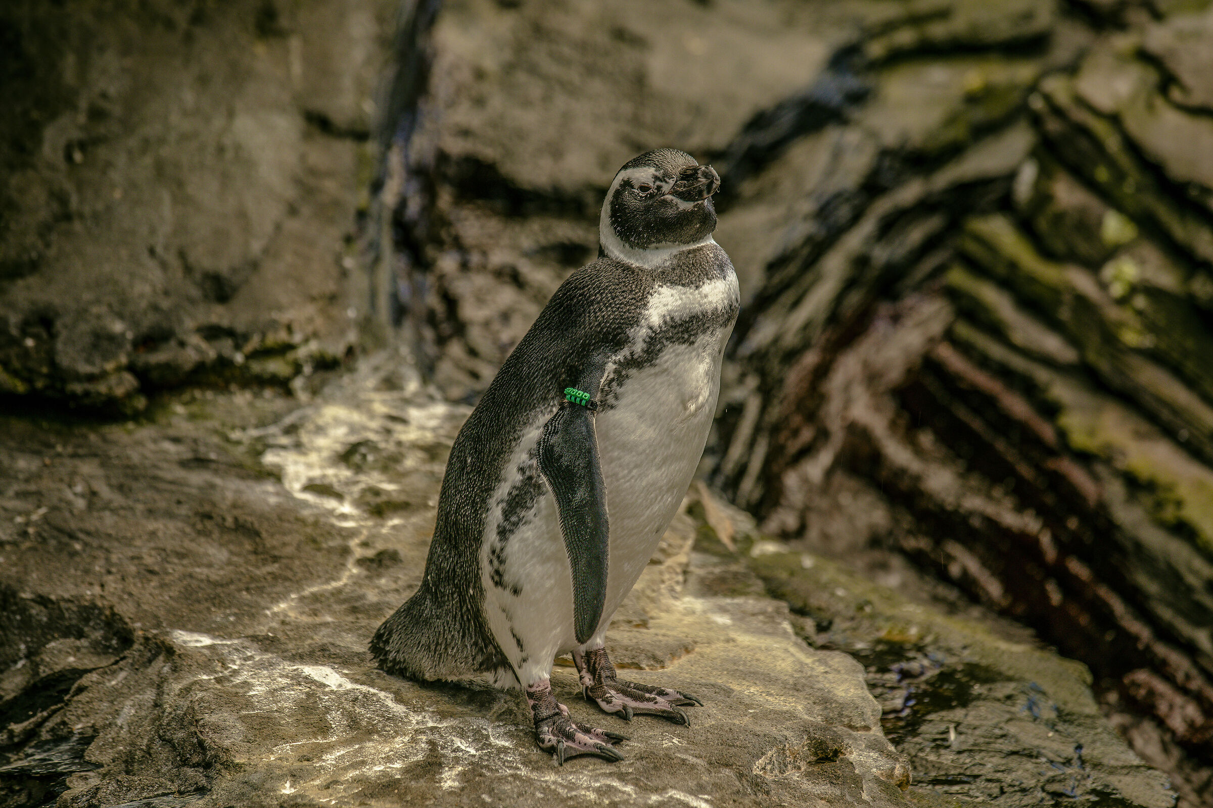 maellan penguin