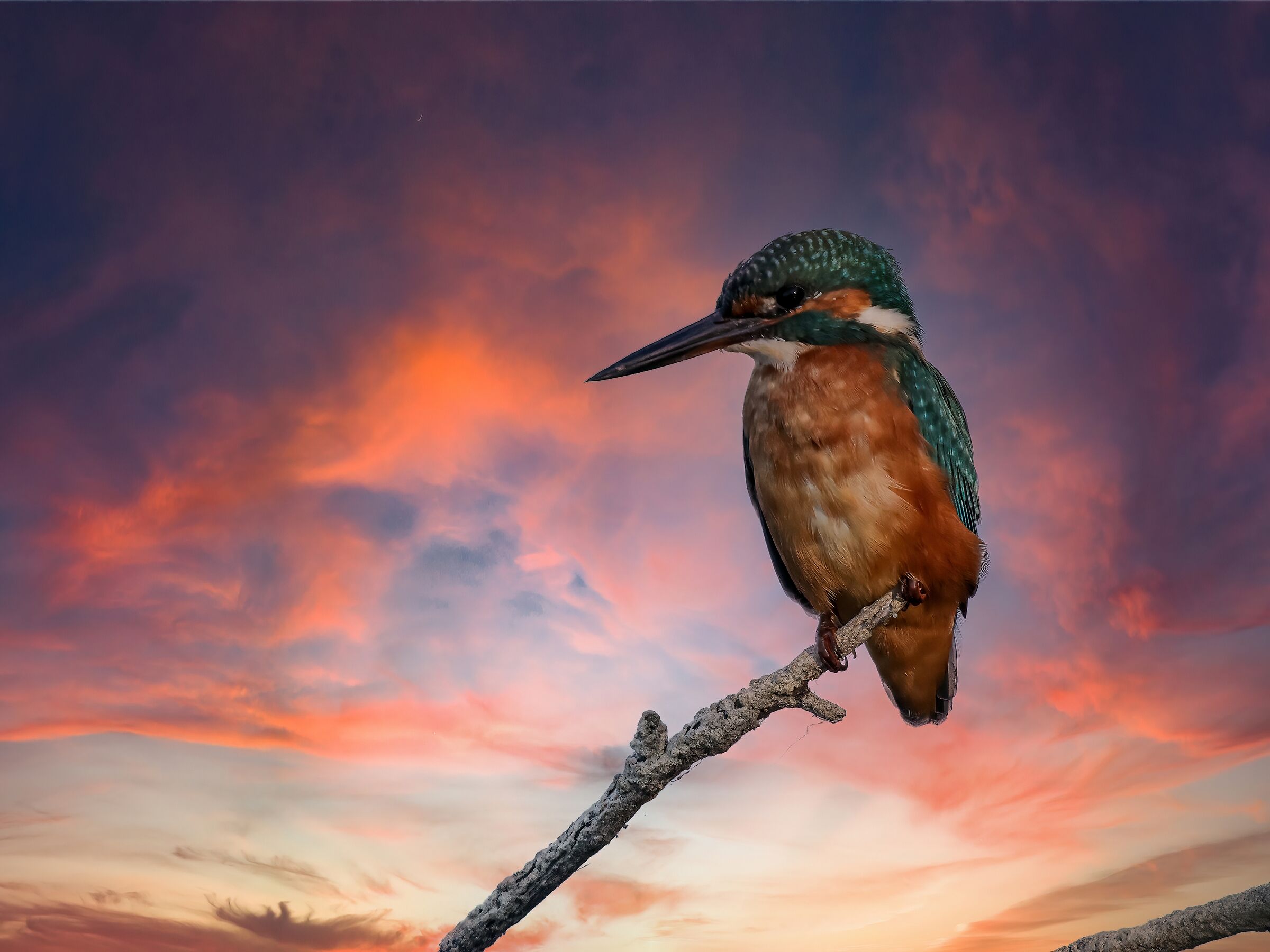 Kingfisher